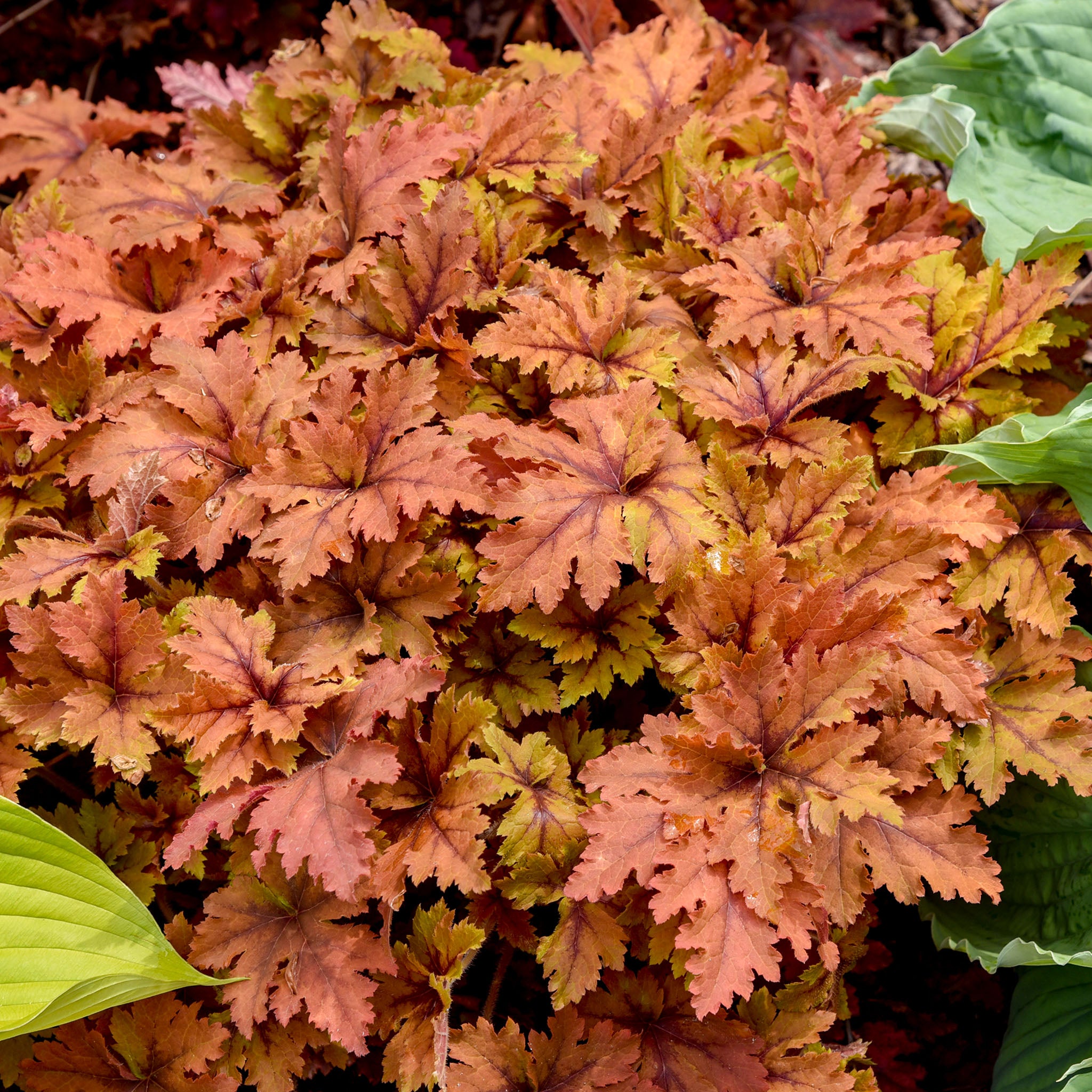 Heucherella, Copper King