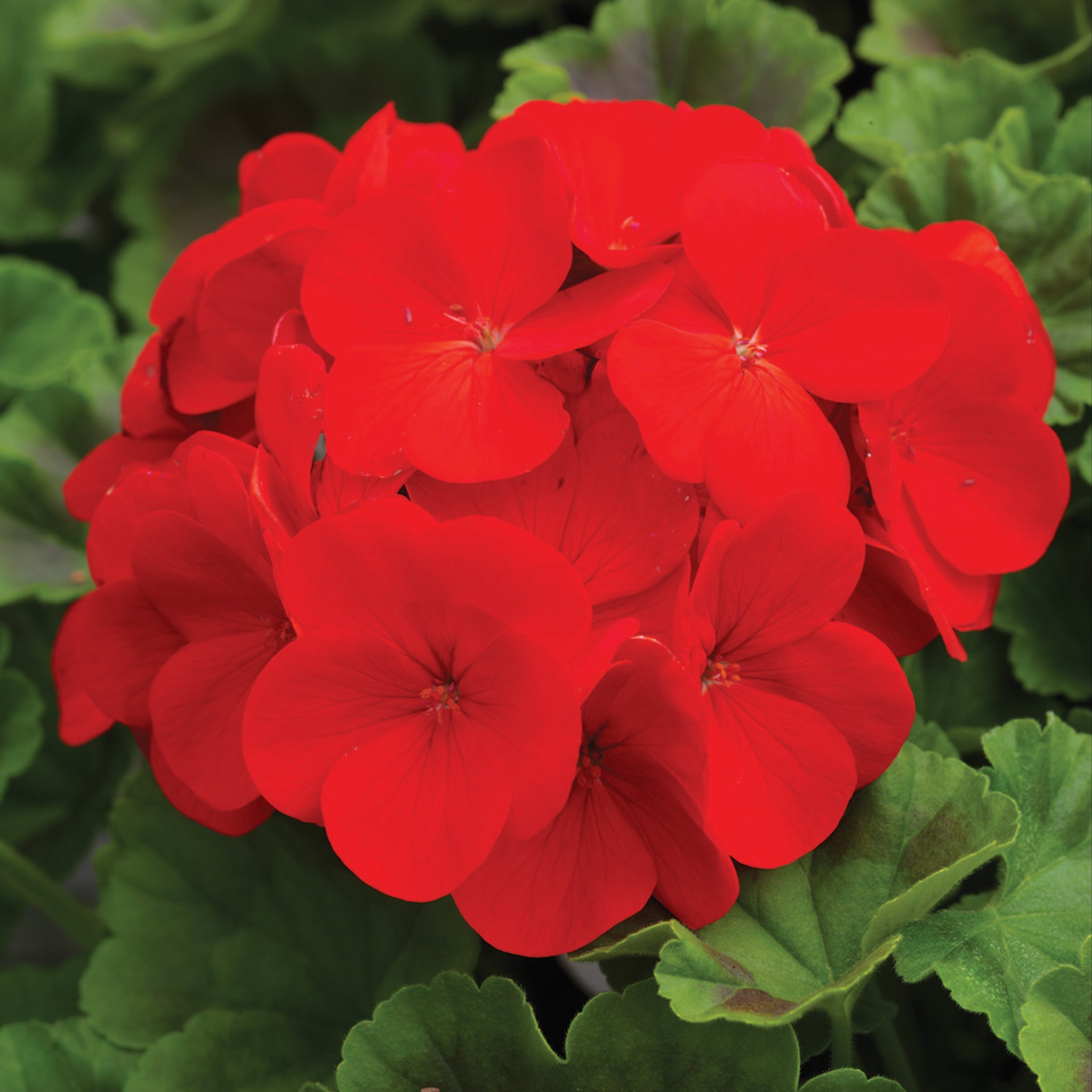 Geranium, Pinto™ Premium Deep Red Hybrid