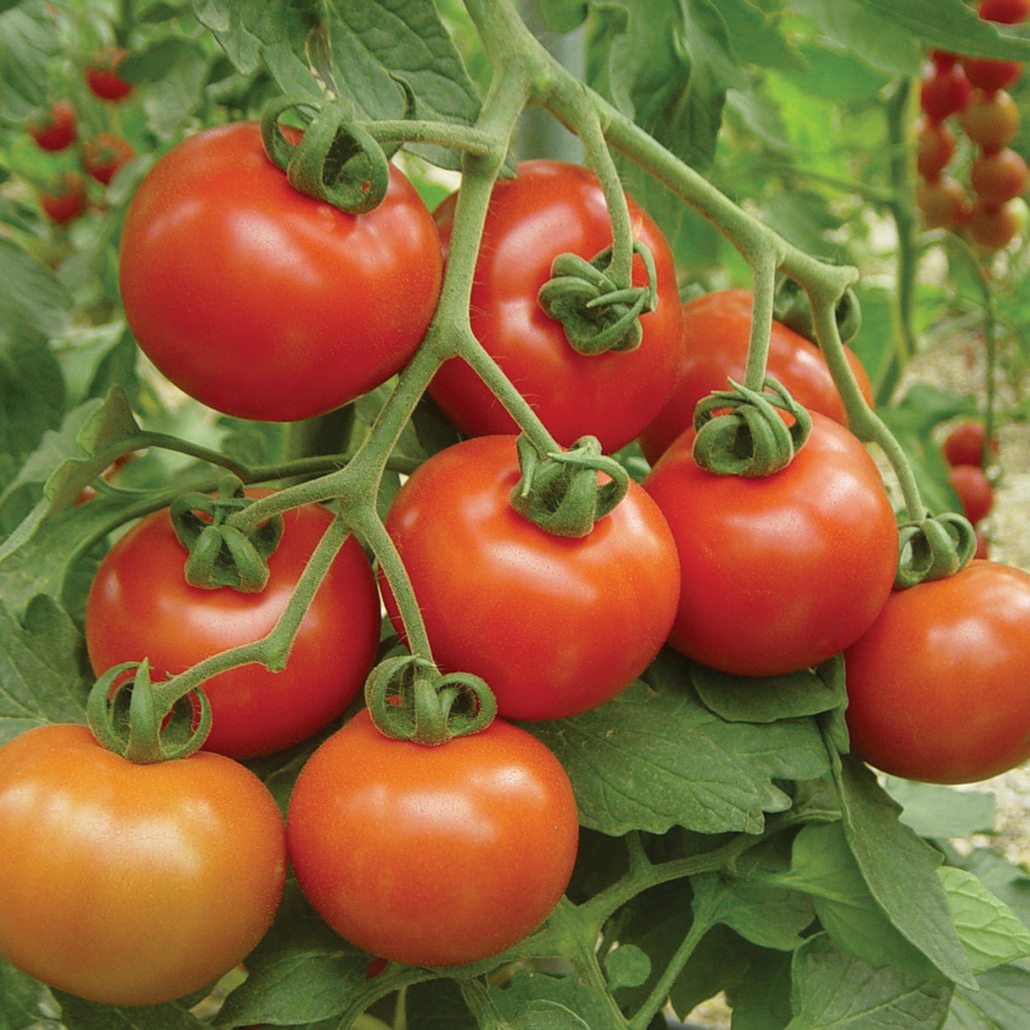 Tomato, Goliath™ Cluster Hybrid