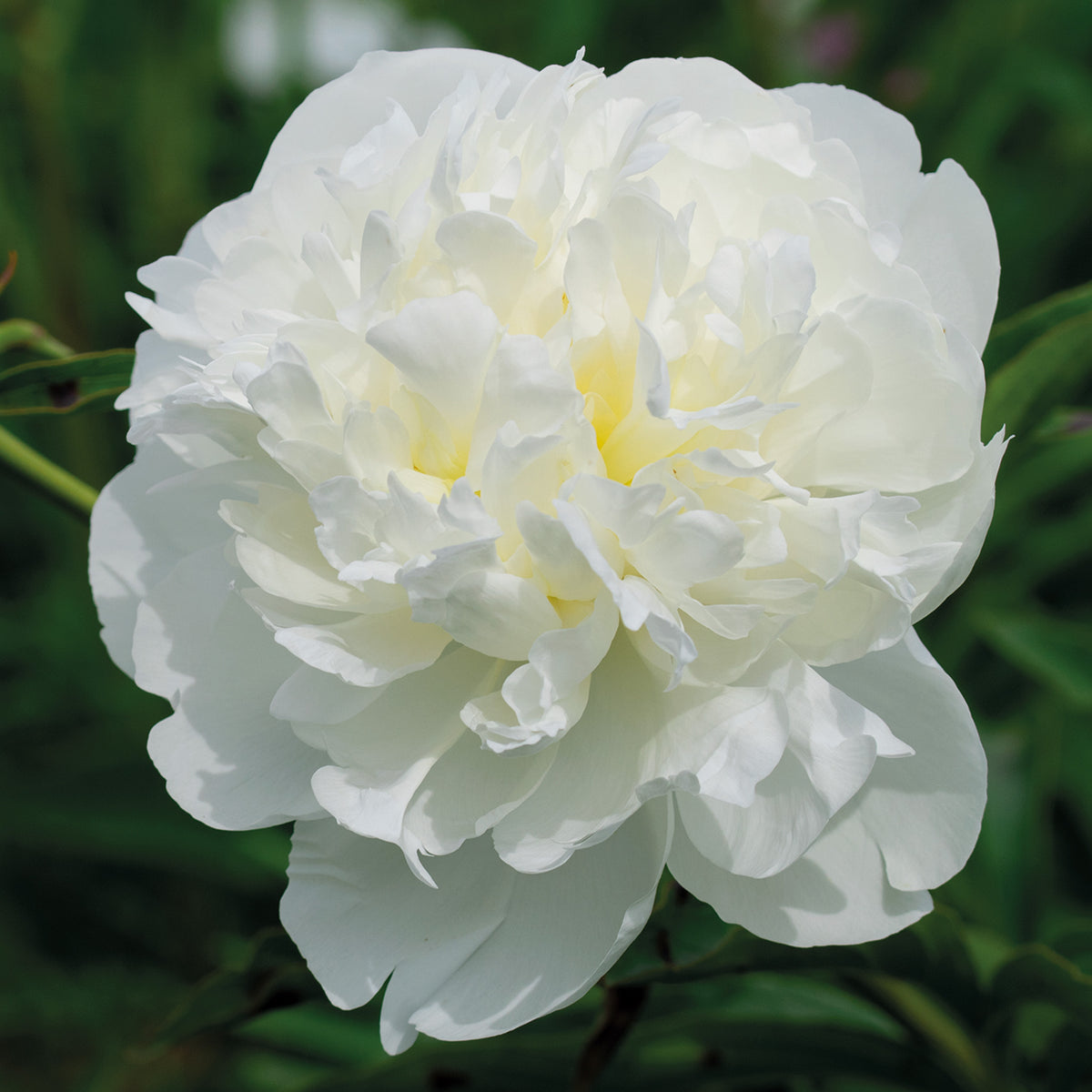 Peony, Duchesse De Nemours