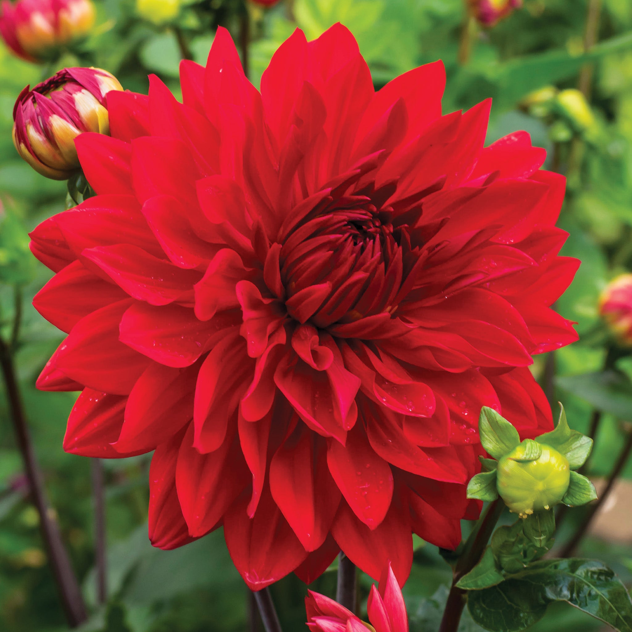 Dahlia, Garden Wonder