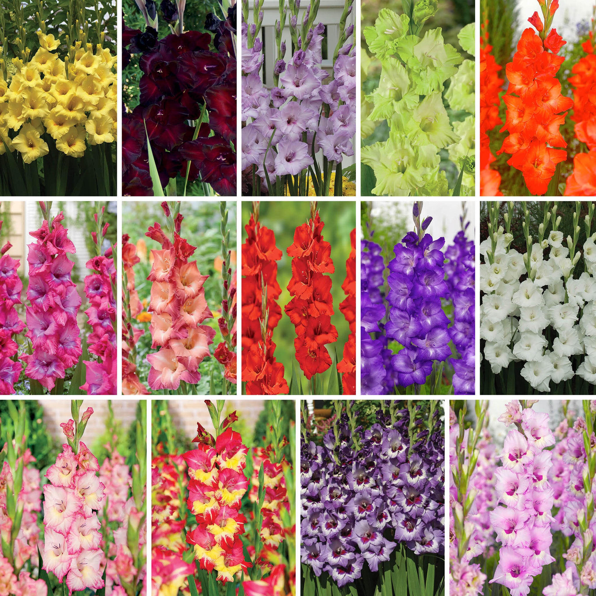 Deluxe Gladiolus Offer