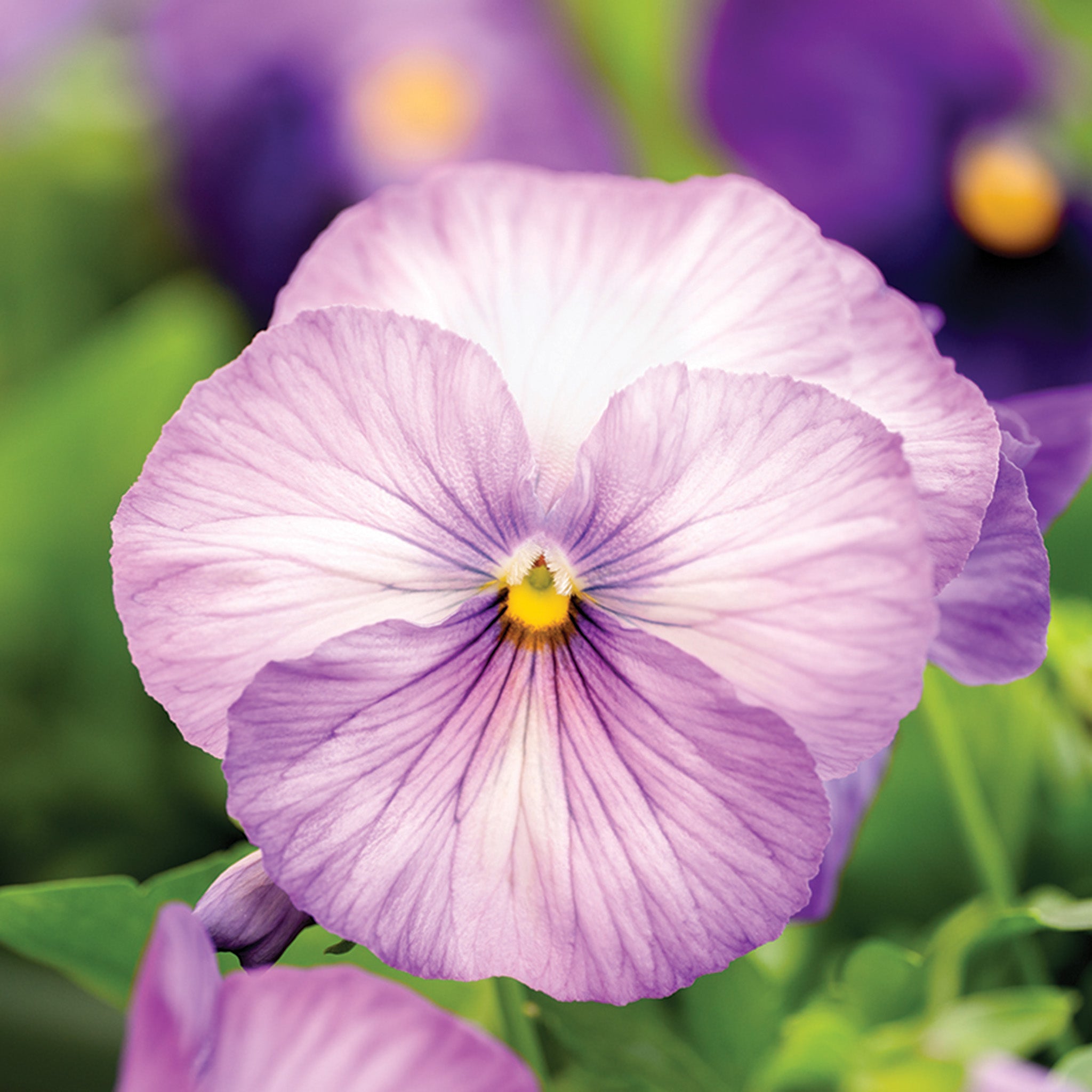 Pansy, Spring Grandio Lavender Shades Hybrid