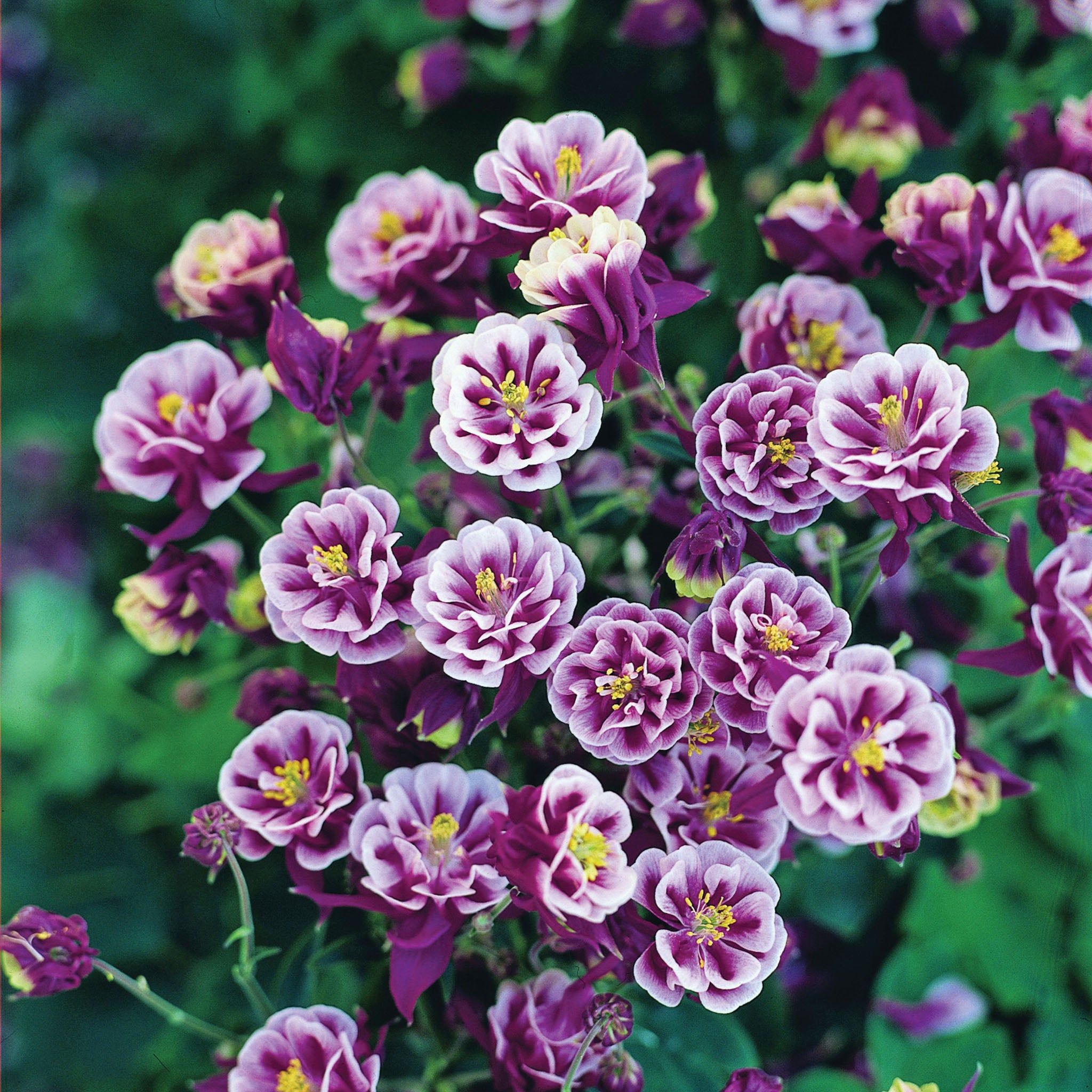 Aquilegia, Winky Double Red-White