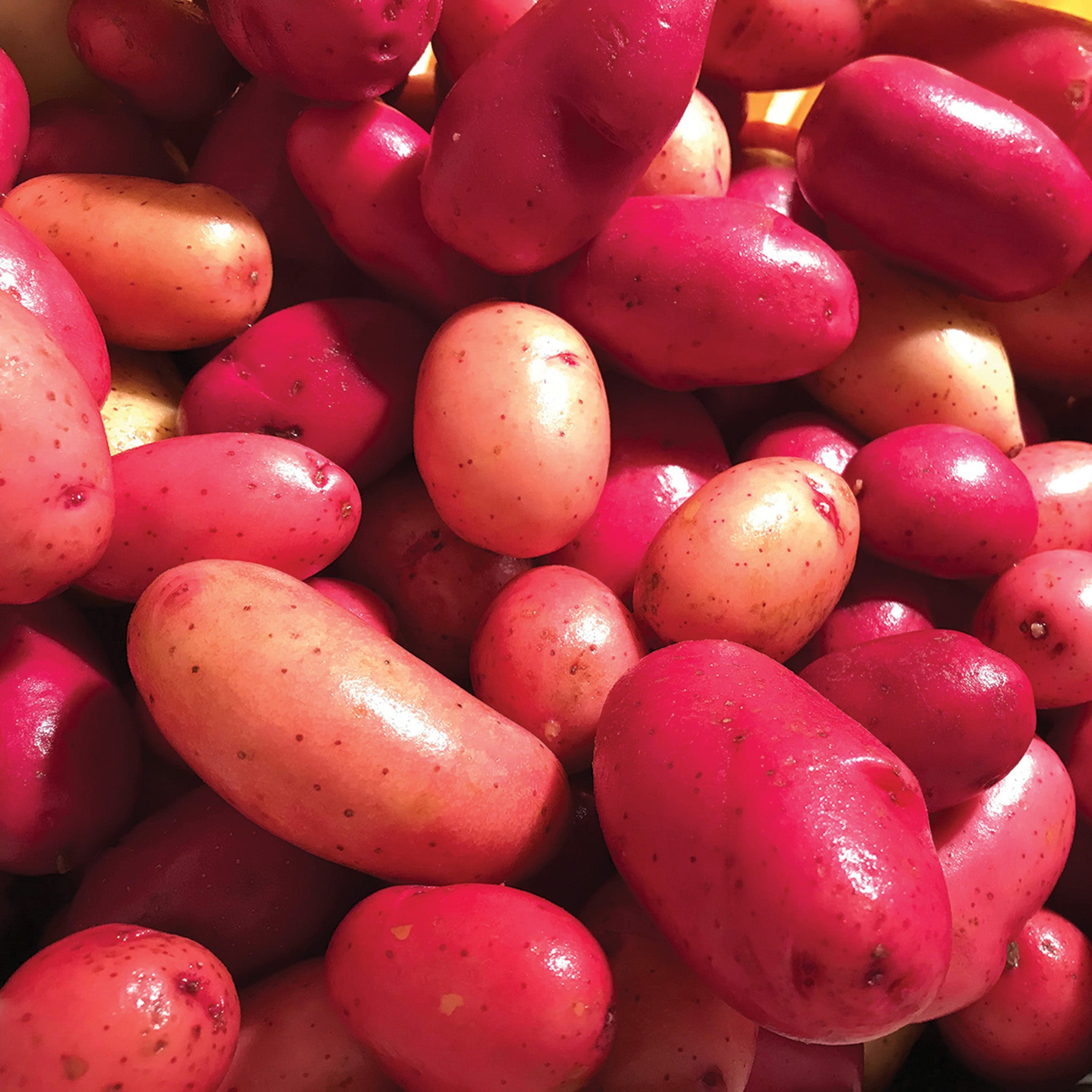 Potato, Clancy Hybrid