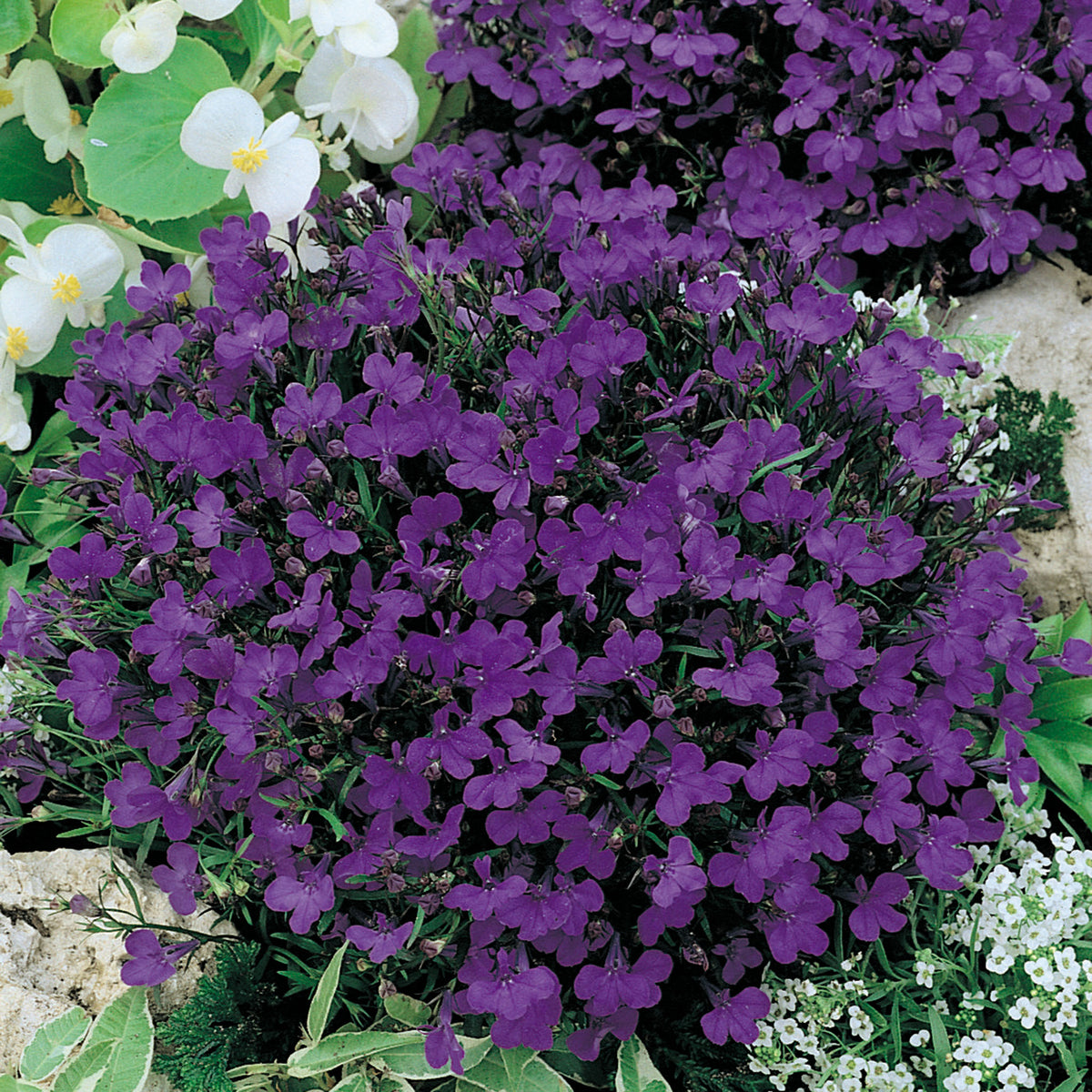 Lobelia, Crystal Palace