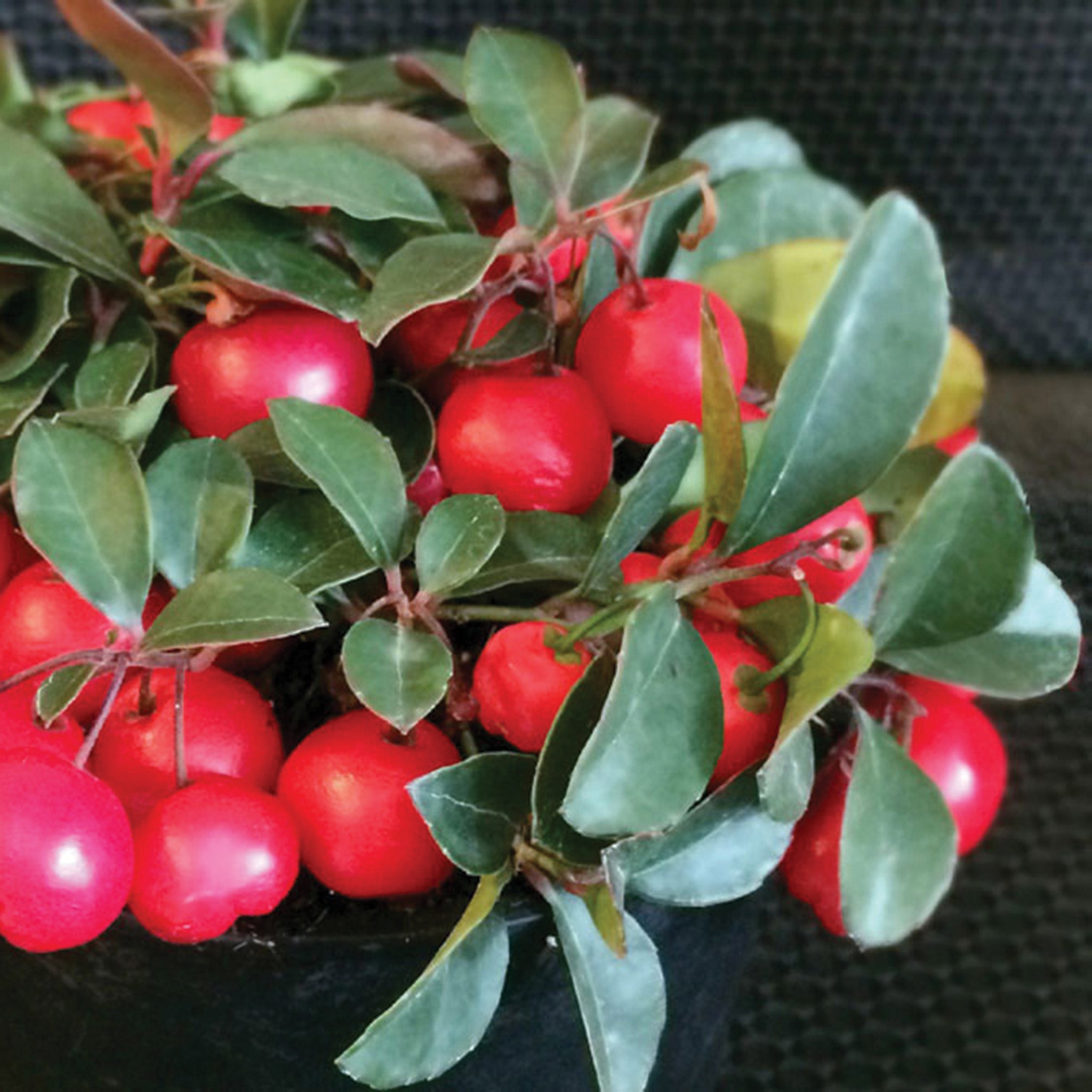 Wintergreen, Cherry Berries™