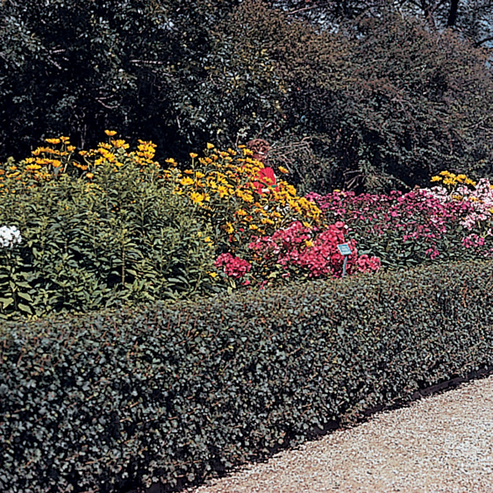 Cotoneaster, Hedge