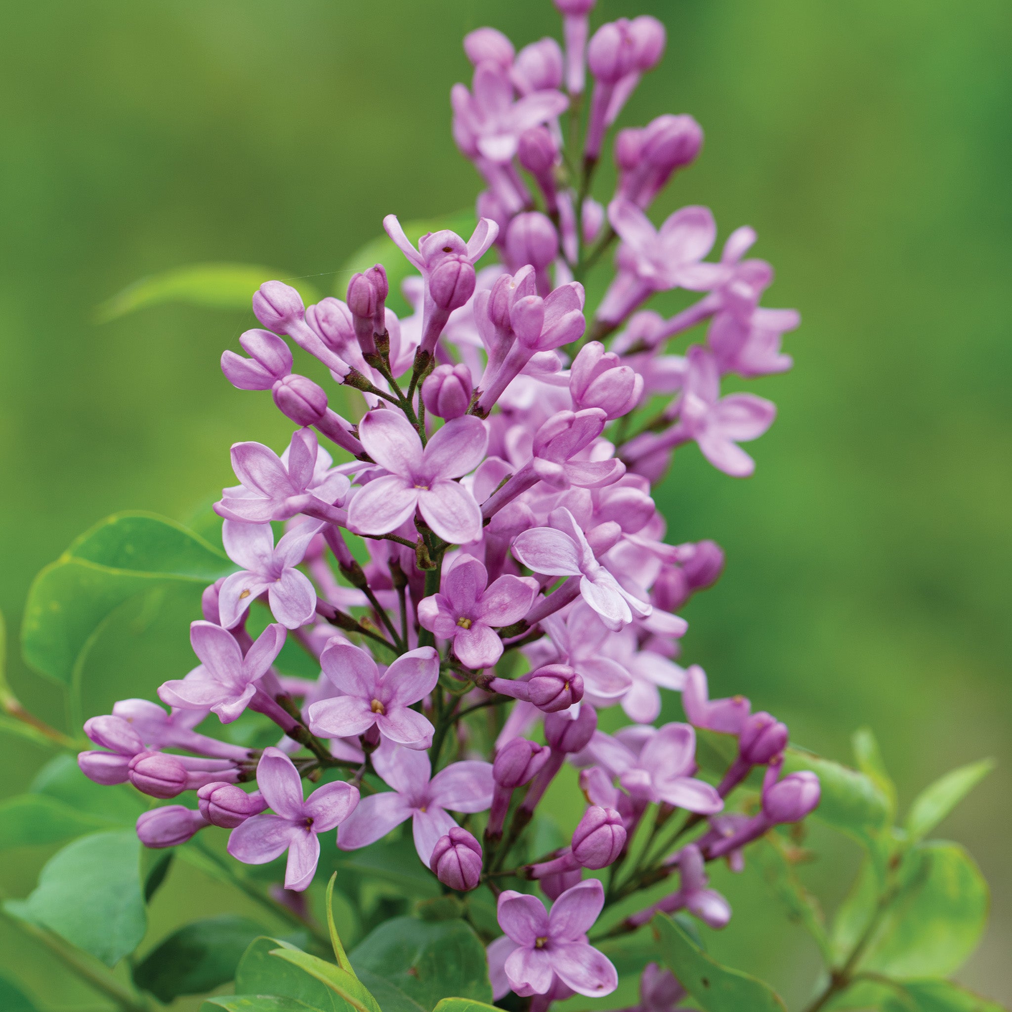 Lilac, Lilac Sunday