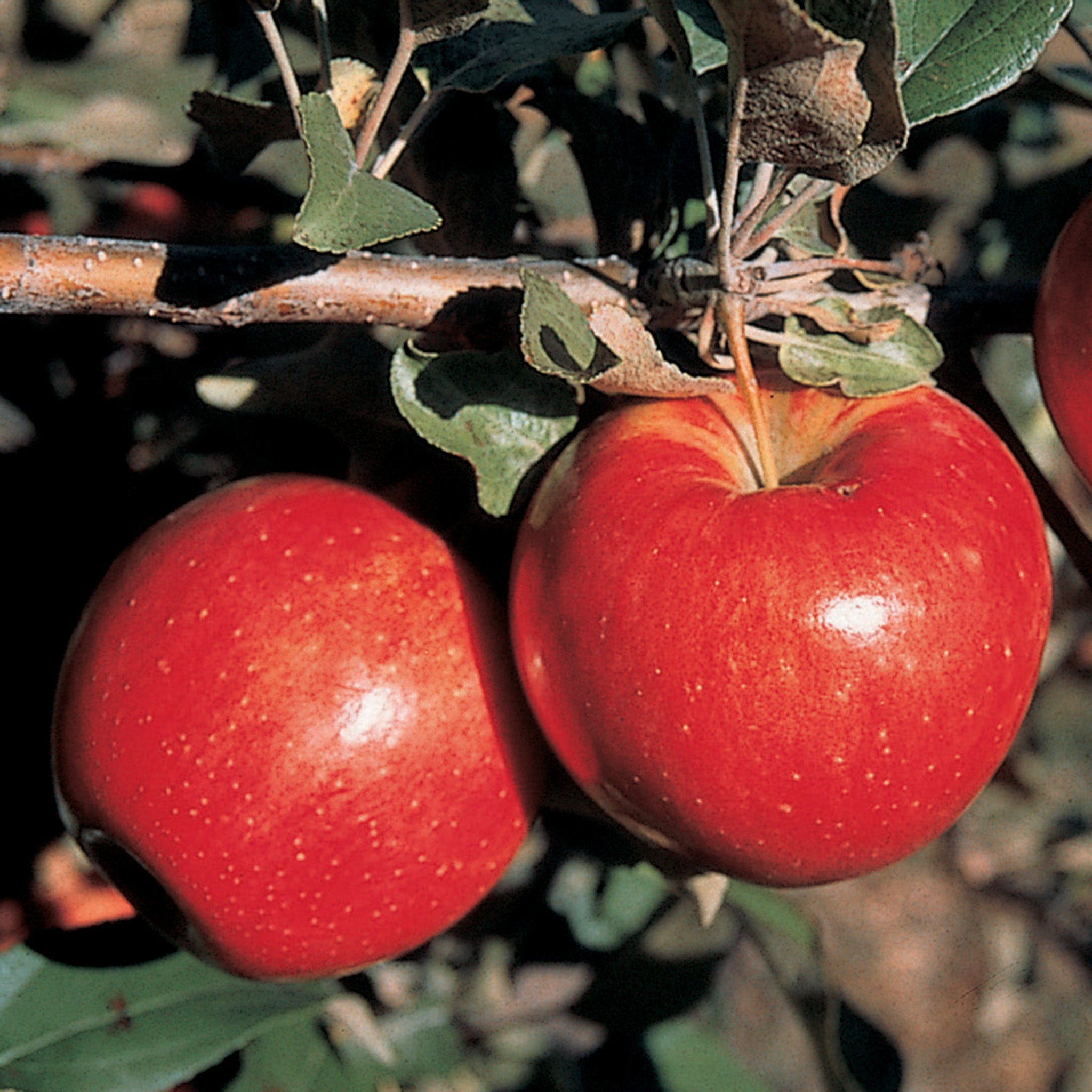 Apple, Semi-Dwarf, Sweet Sixteen