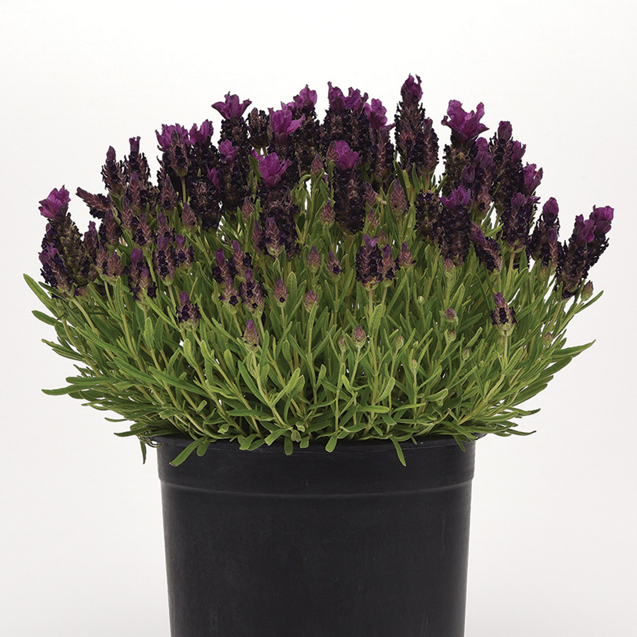 Lavender, Bandera Deep Purple