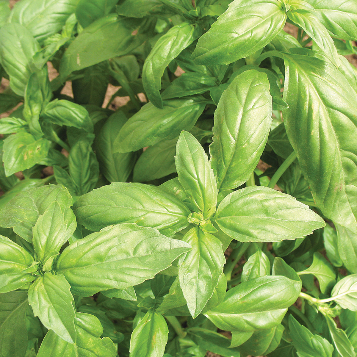Basil, Aroma 2 Hybrid