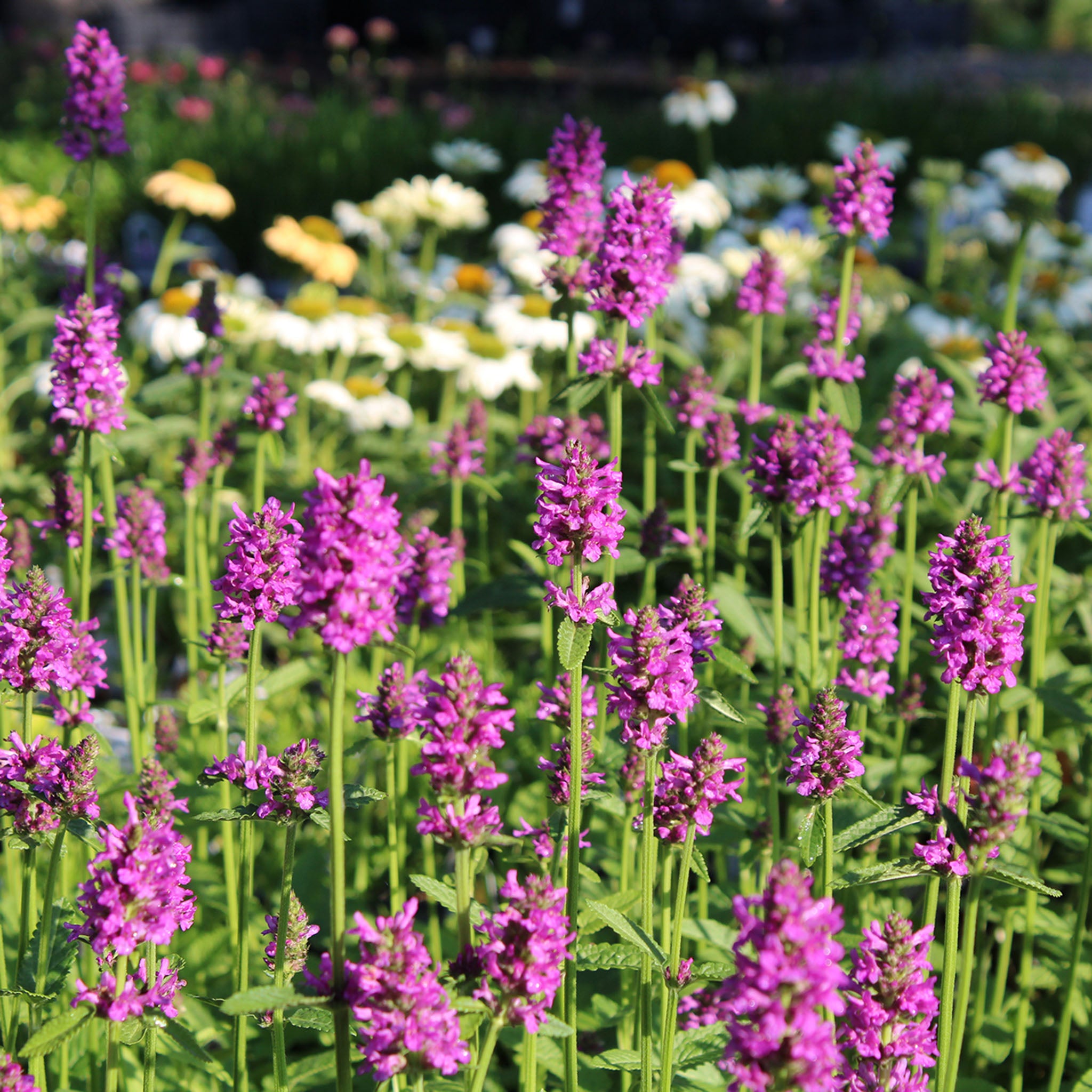 Stachys, Hummelo