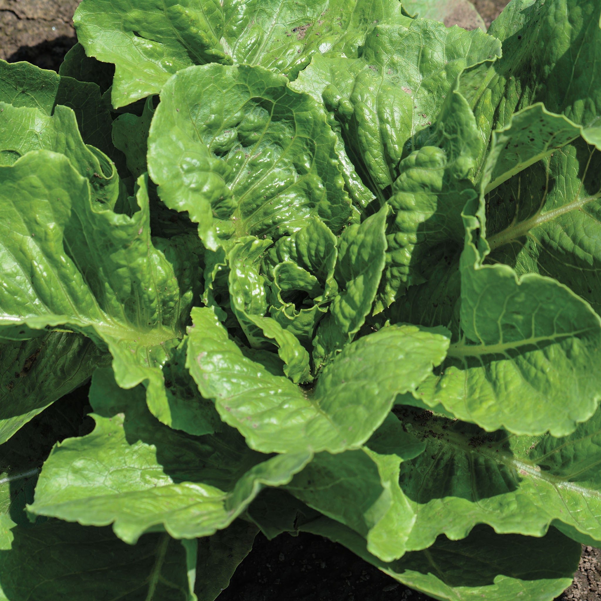 Lettuce, Romaine, Parris Island