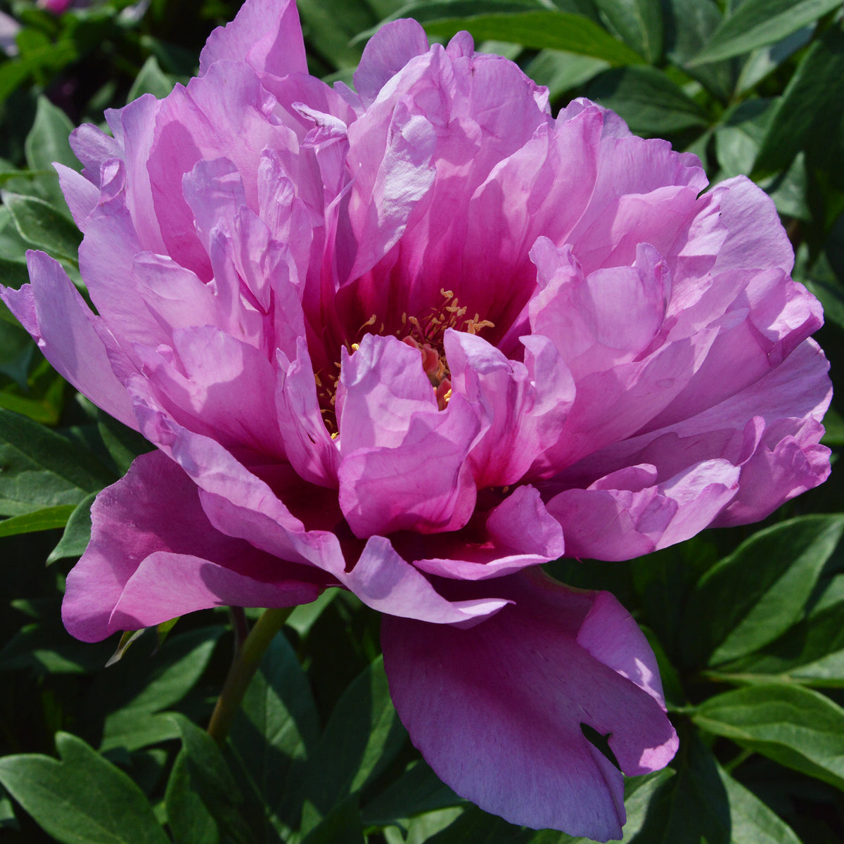 Peony, First Arrival