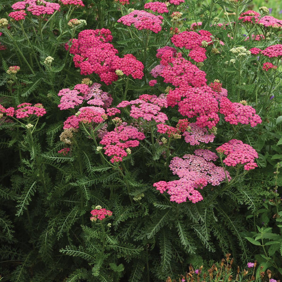 Yarrow, New Vintage™ Rose