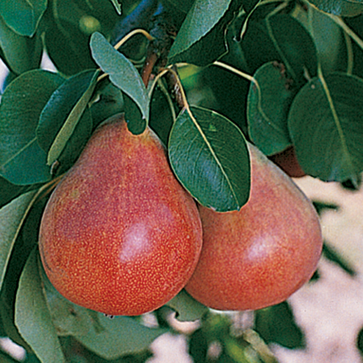 Pear, Dwarf, Ubileen