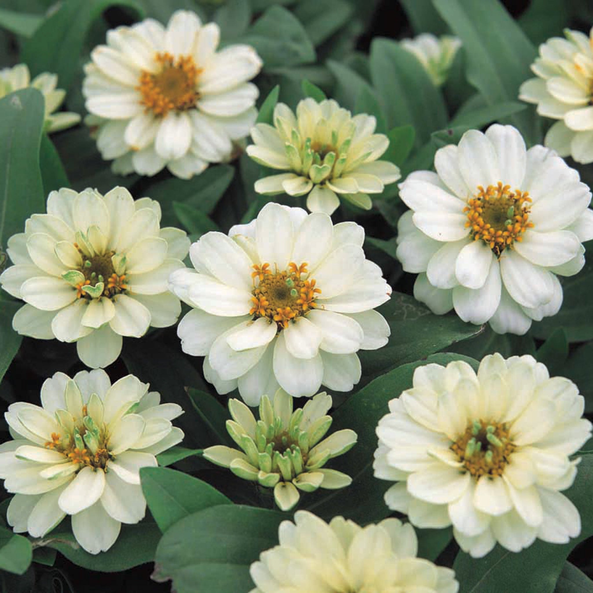 Zinnia, Profusion Double White Hybrid