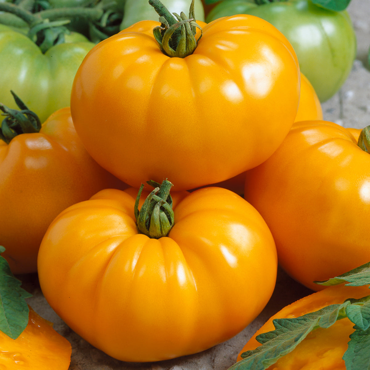 Tomato, Chef's Choice Yellow Hybrid