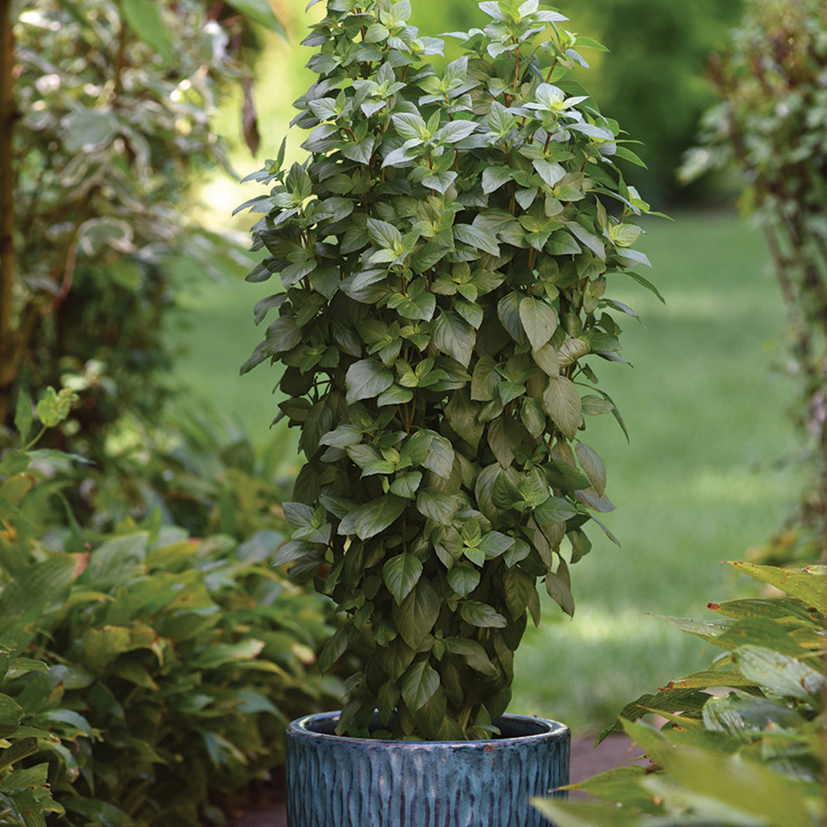 Basil, Everleaf Thai Towers