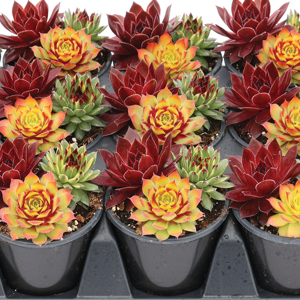 Sempervivum, Chick Charms® Trio Strawberry Sunrise™