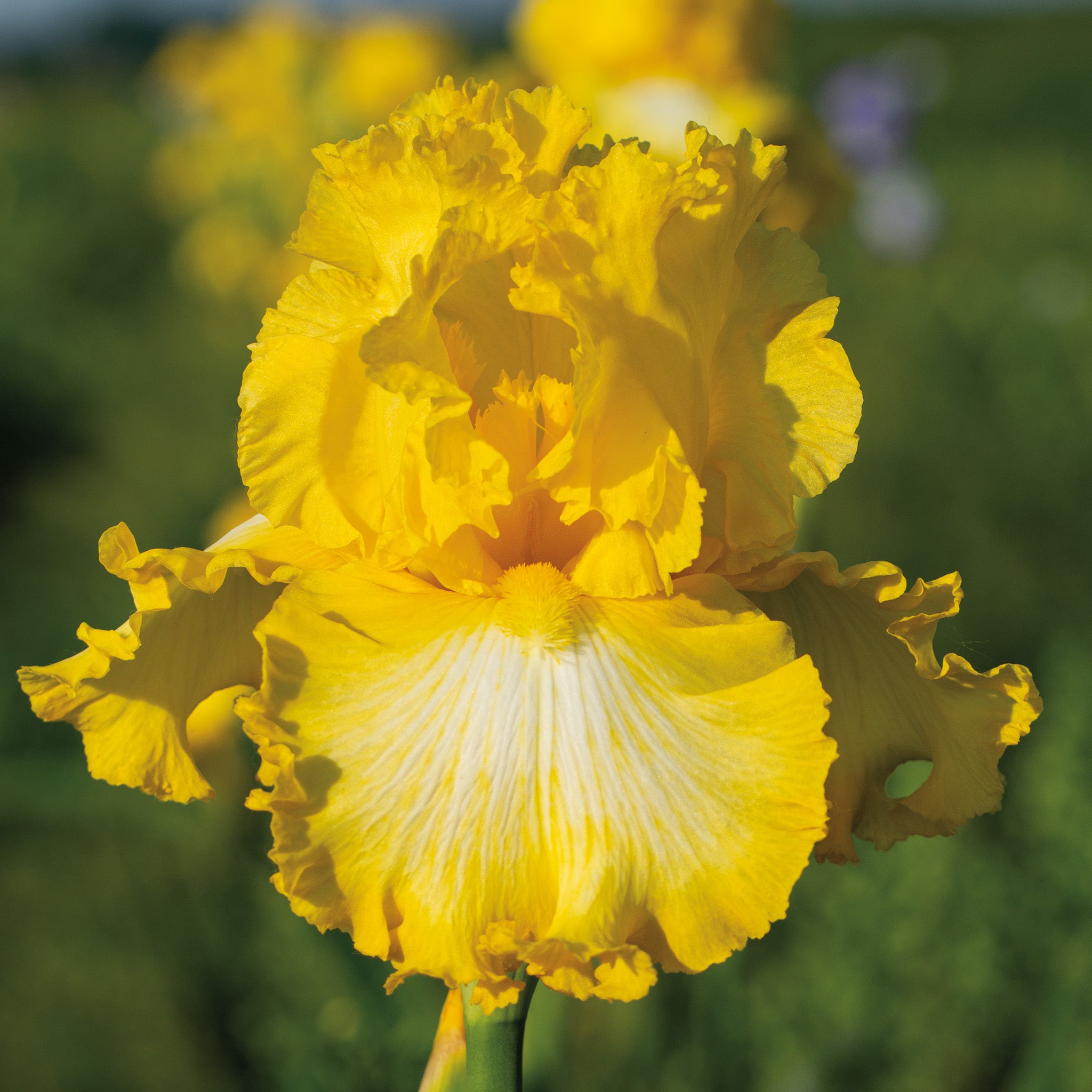 Iris, Bearded, That's All Folks