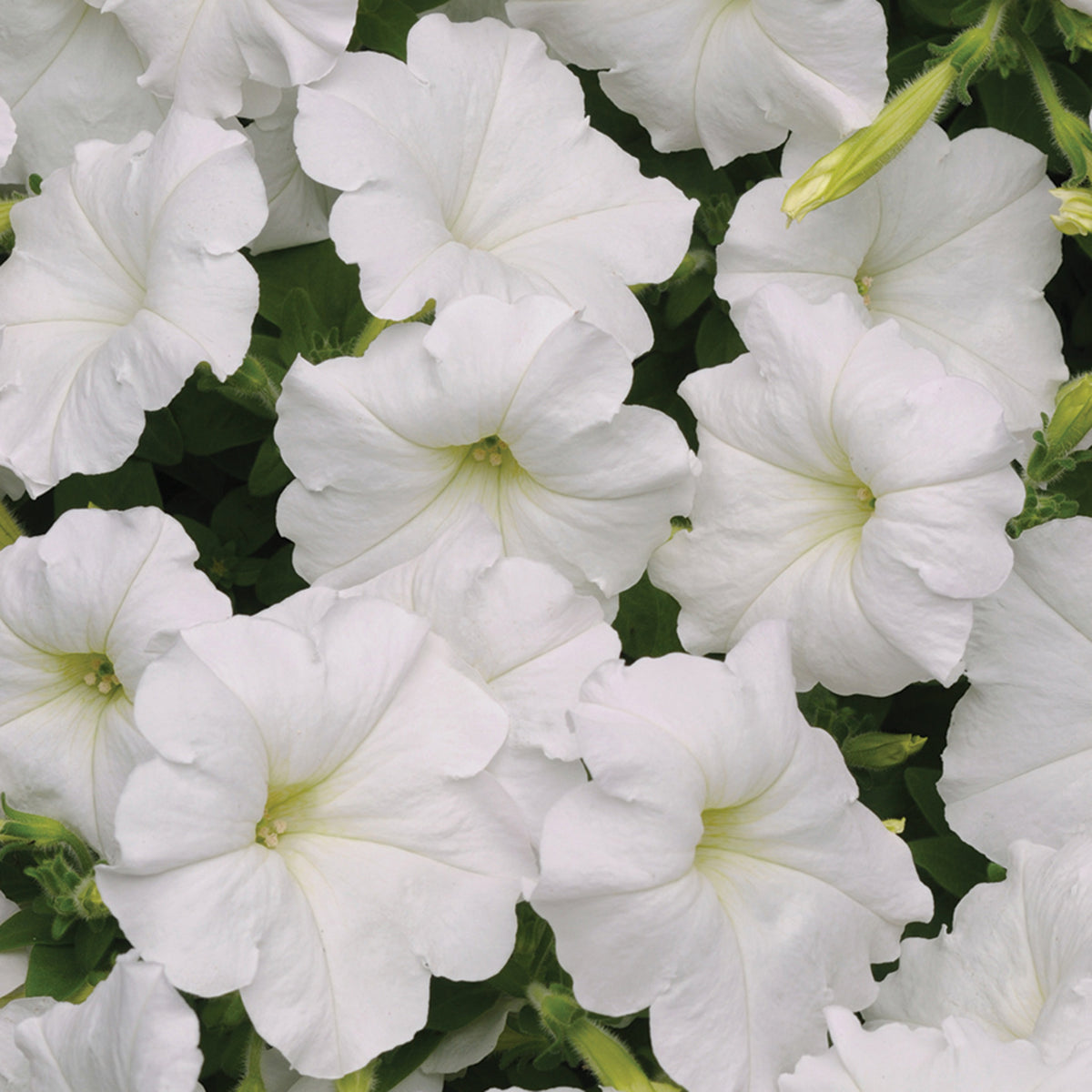 Petunia, Easy Wave® White Hybrid