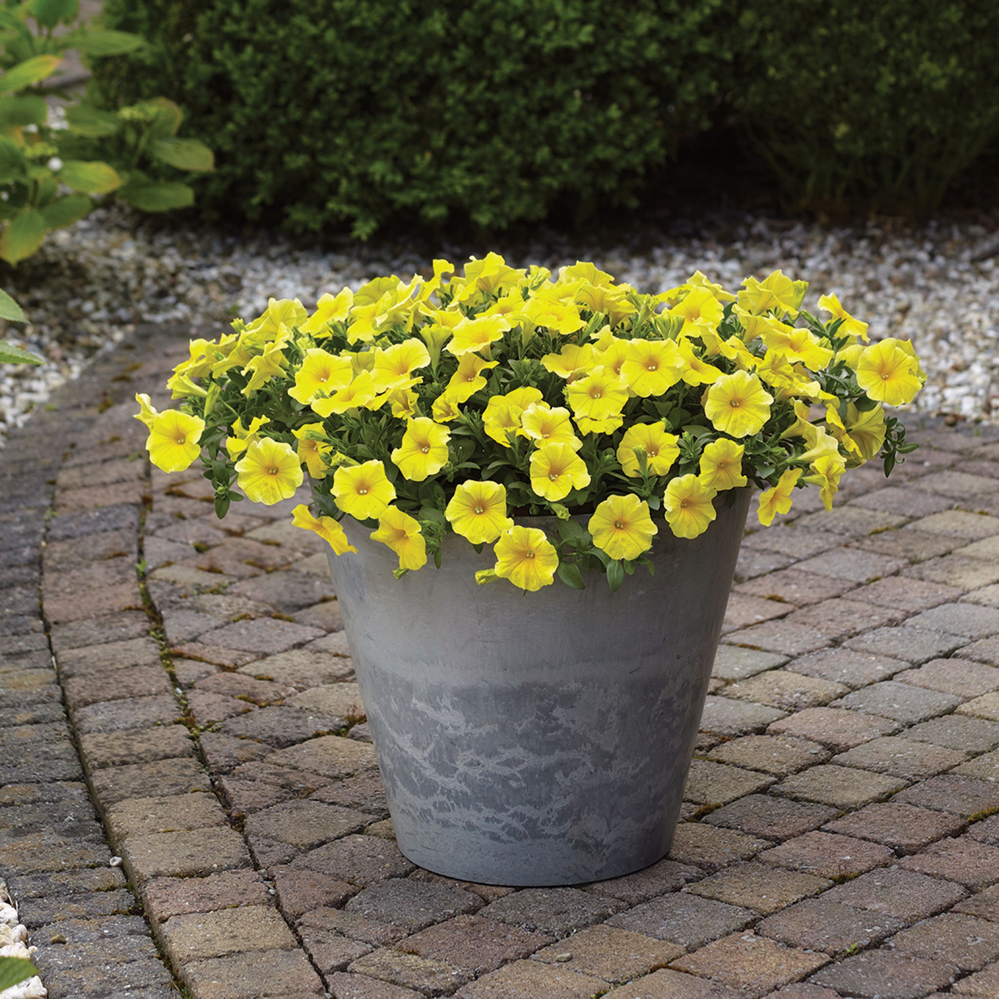 Petchoa, Caliburst™ Yellow Hybrid