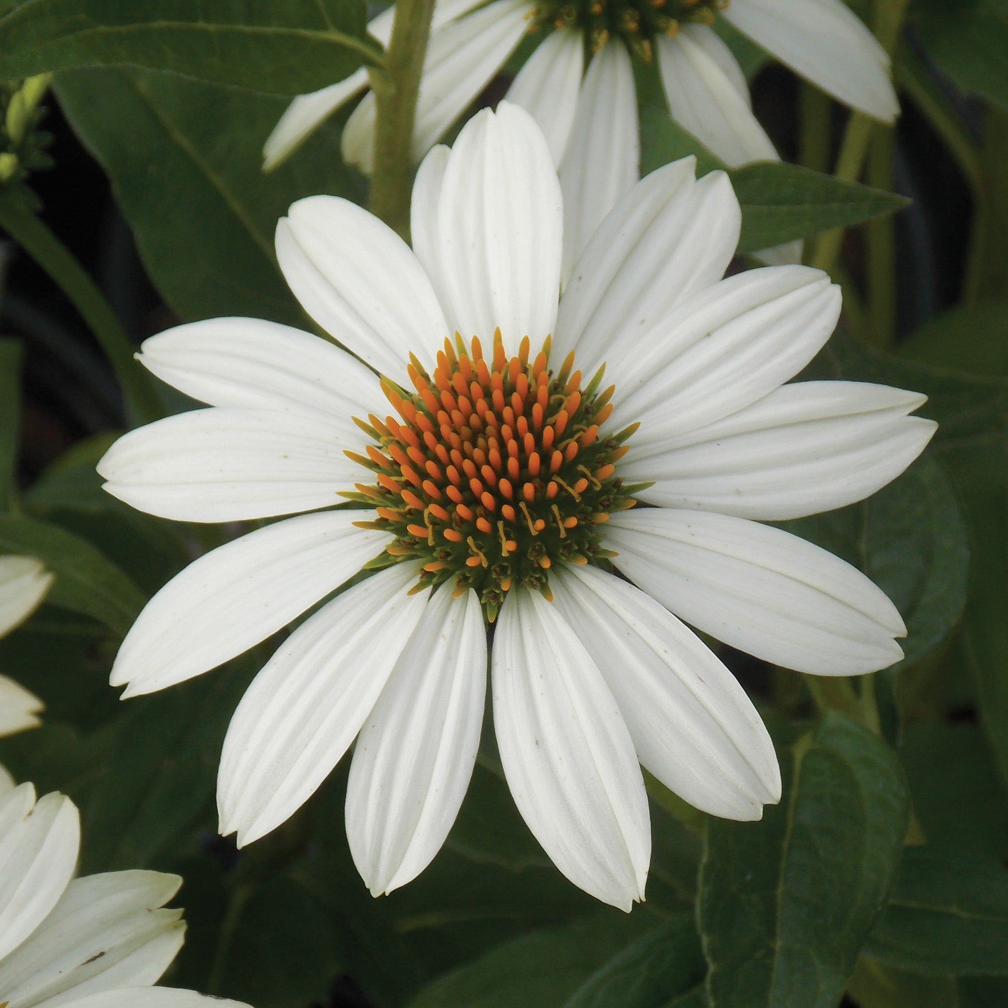 Echinacea, PowWow® White