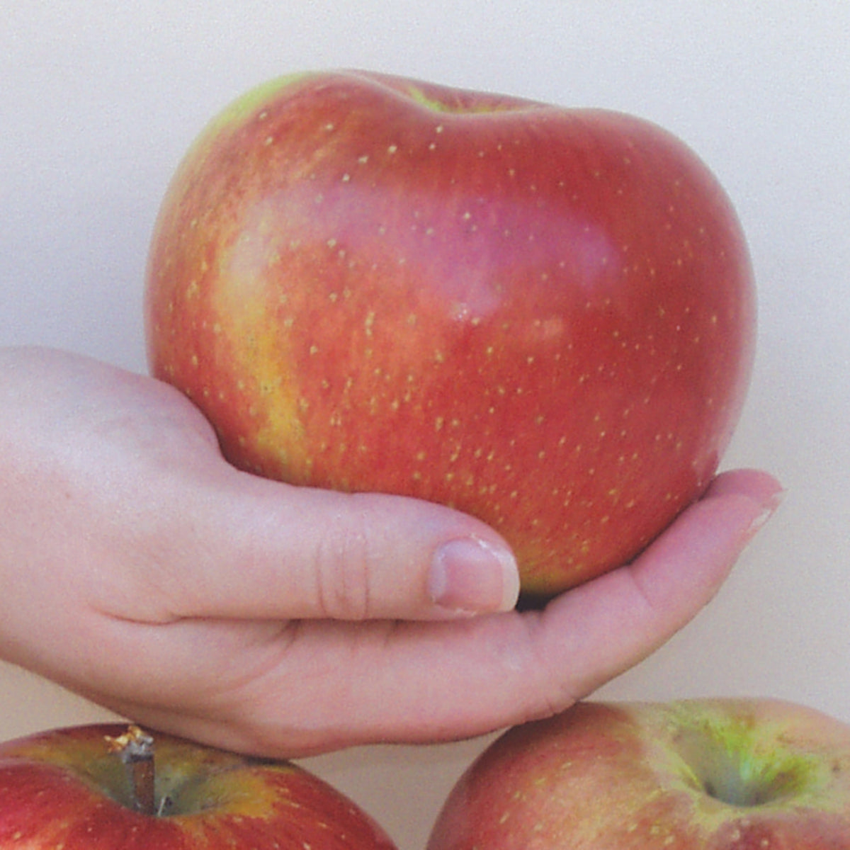 Apple, Dwarf, Wolf River