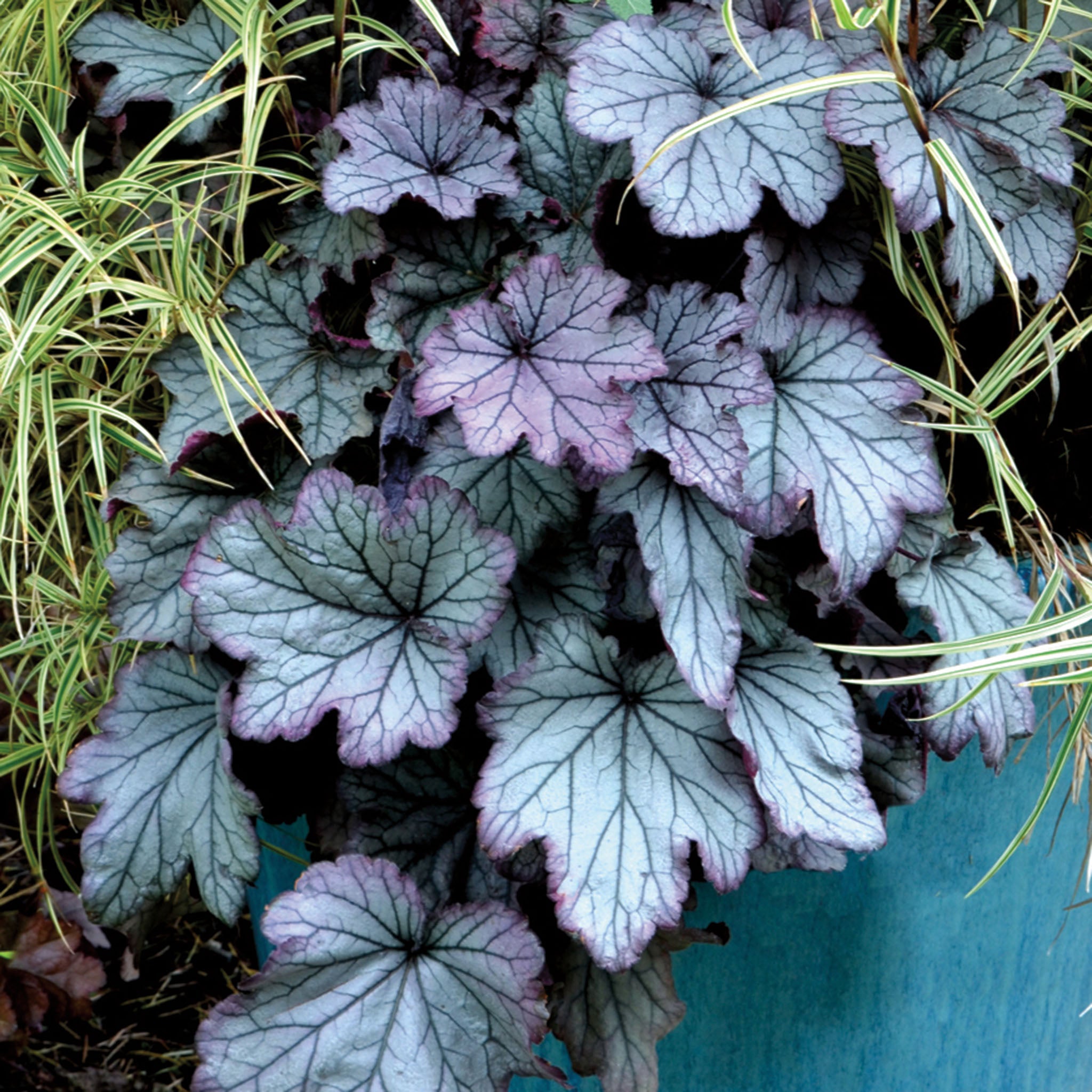 Heuchera, Spellbound
