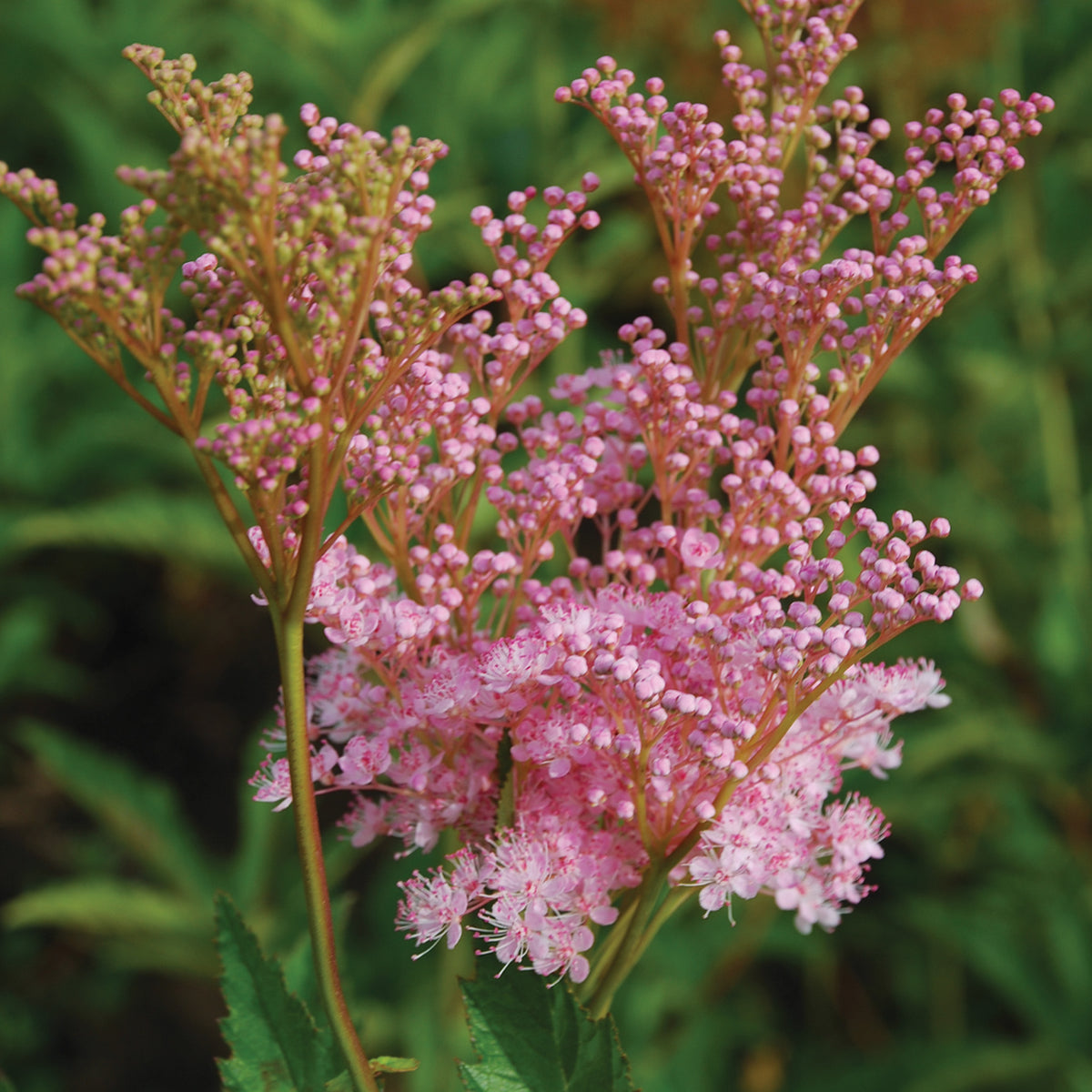 Filipendula, Venusta