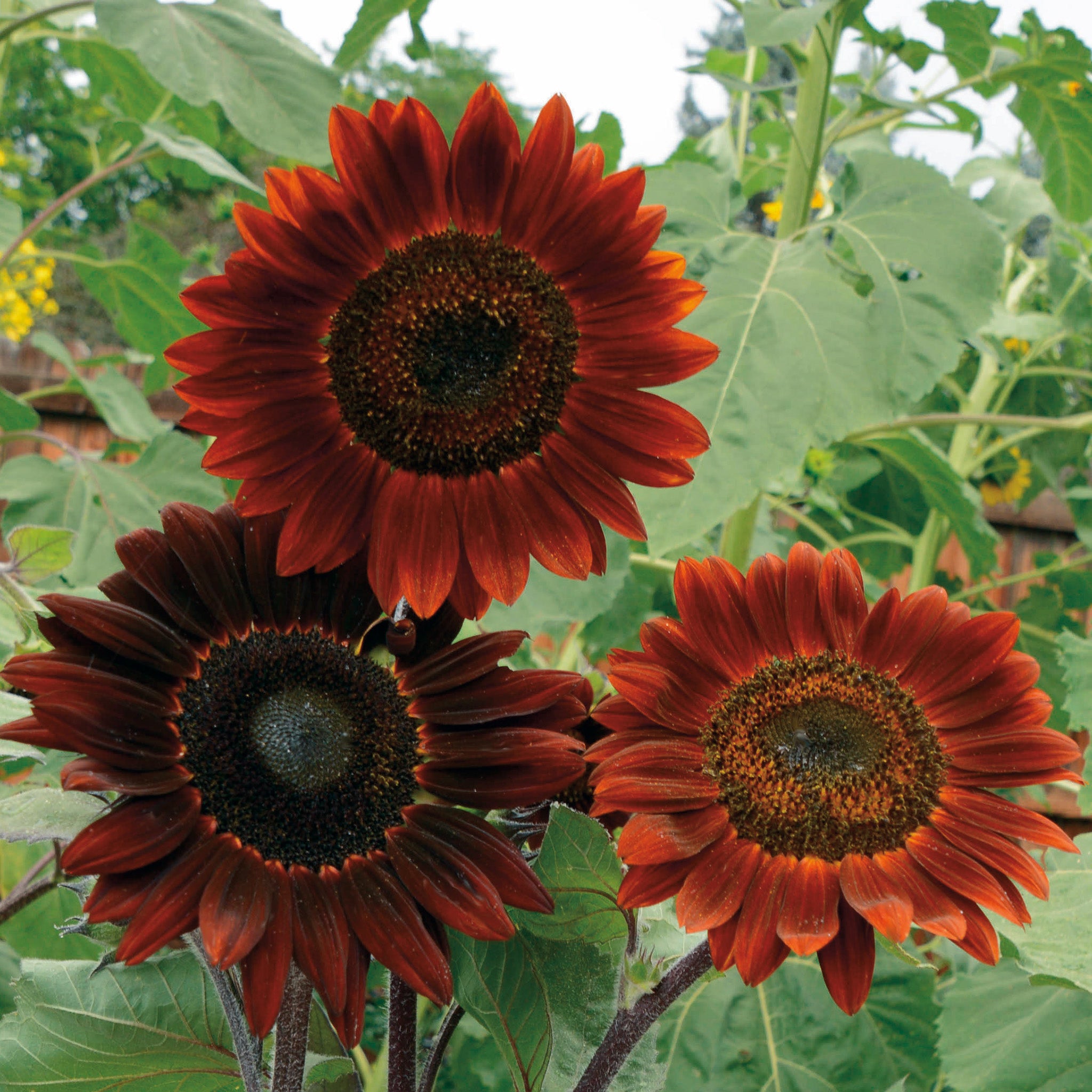Sunflower, Midnight Rouge