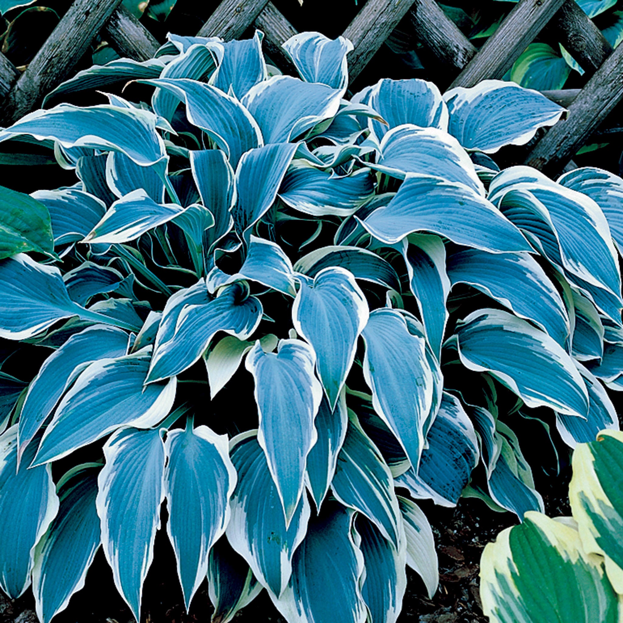 Hosta, El Nino