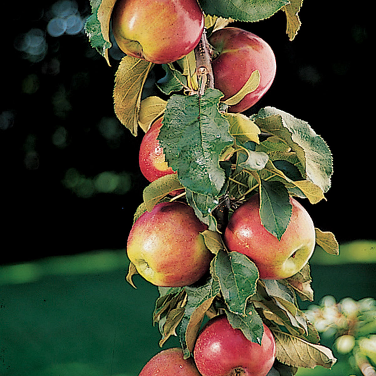Apple, Columnar, Scarlet Sentinel™