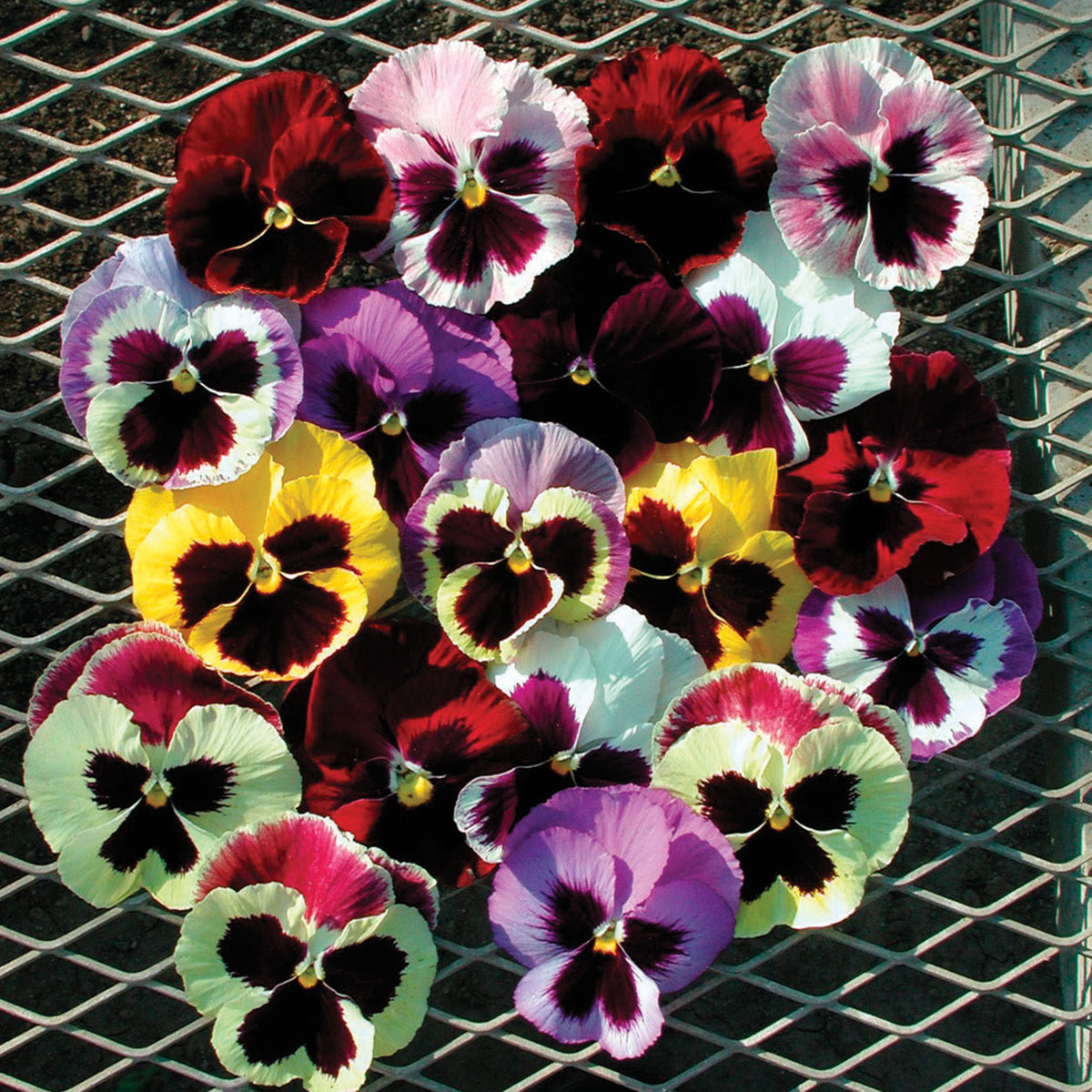 Pansy, Majestic Giants II Mix With Blotch Hybrid