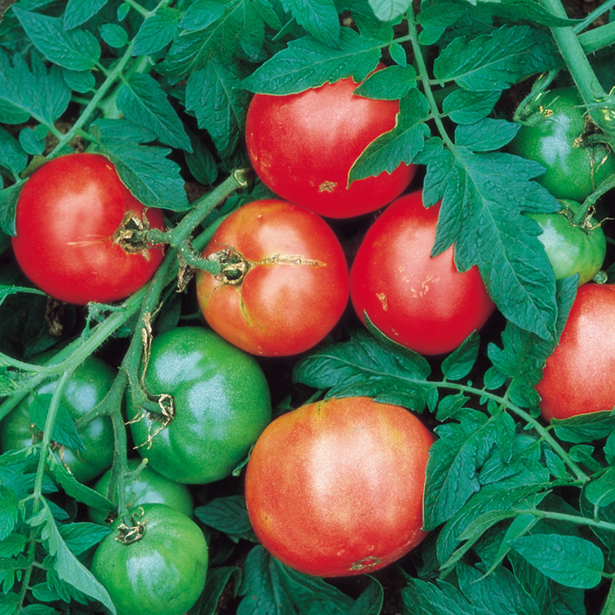 Tomato, Arkansas Traveler