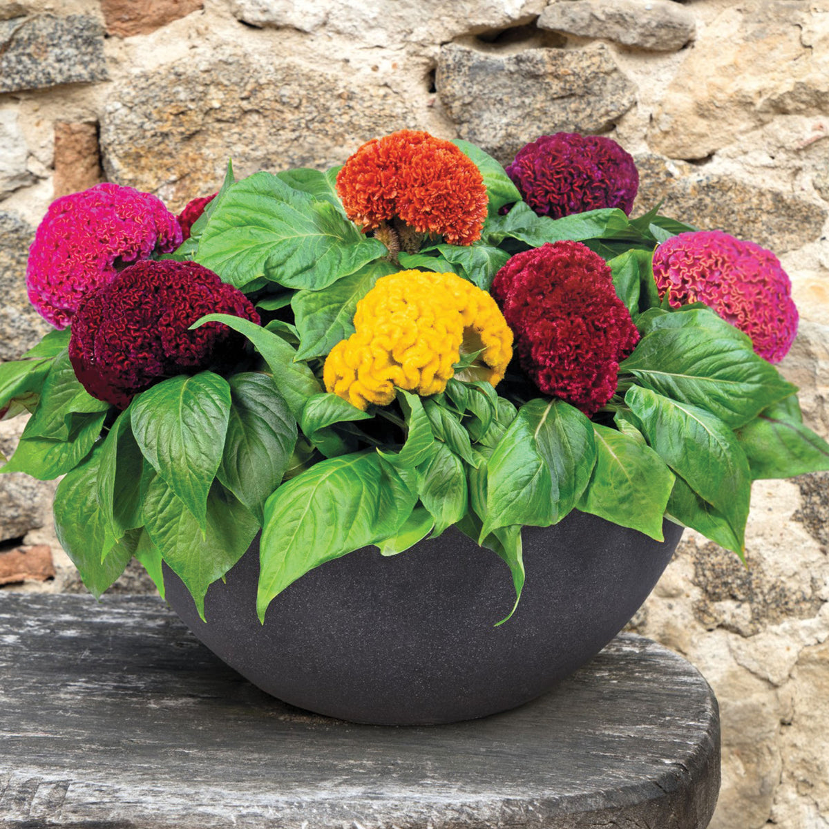 Celosia, Brainiac® Mix