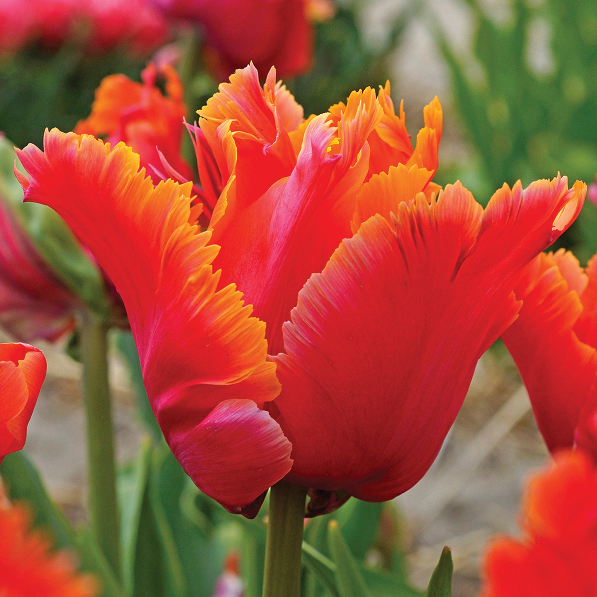 Tulip, Amazing Parrot, 10 Pack