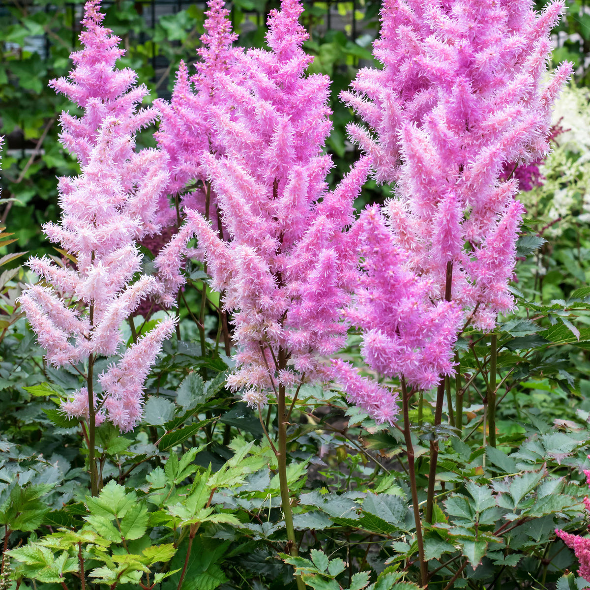 Astilbe, Ice Cream