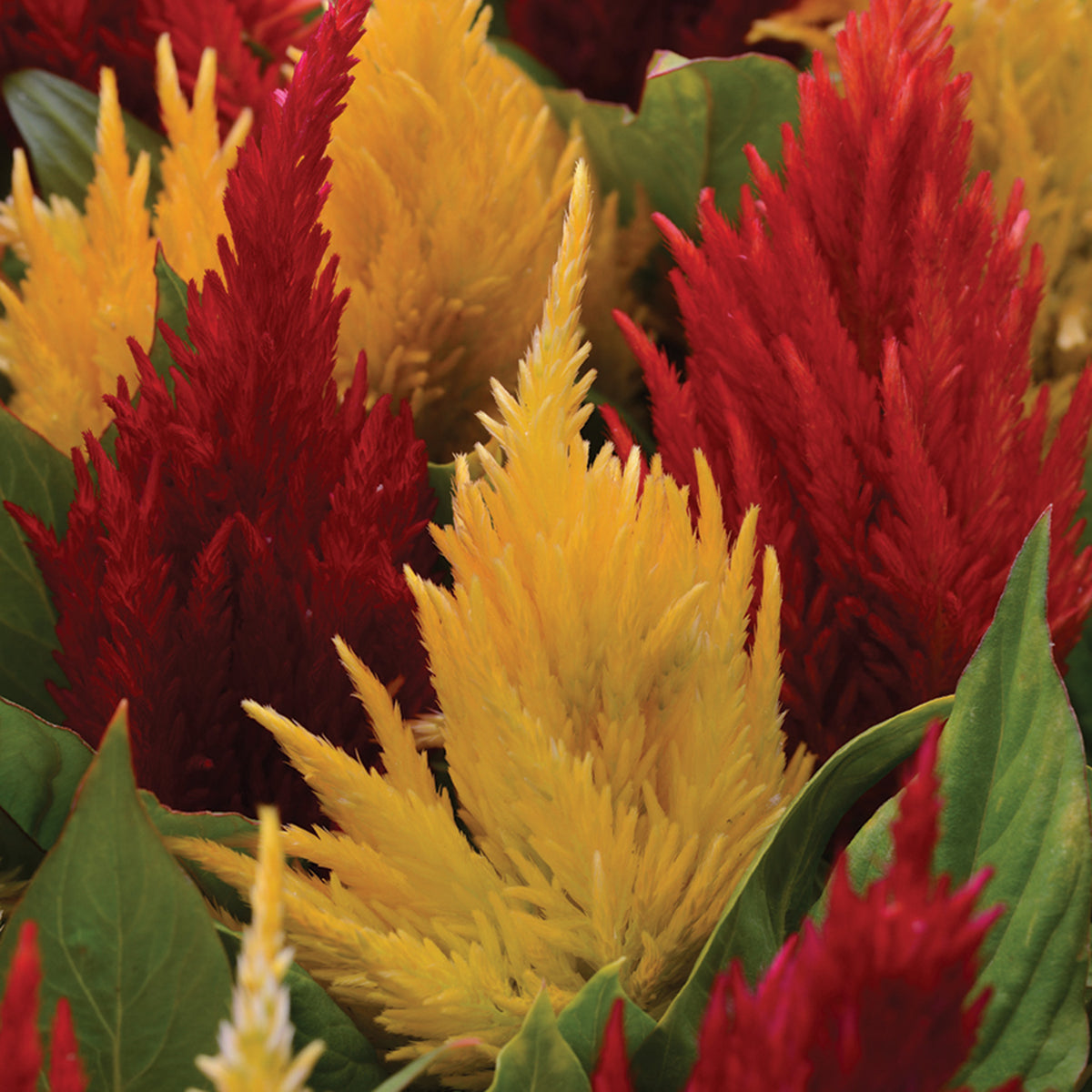 Celosia, First Flame™ Mix