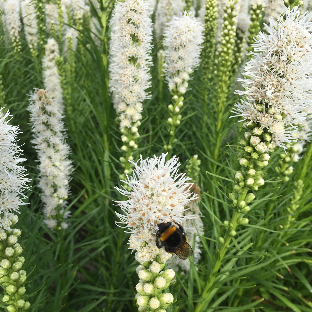 Liatris, White, Pack of 6