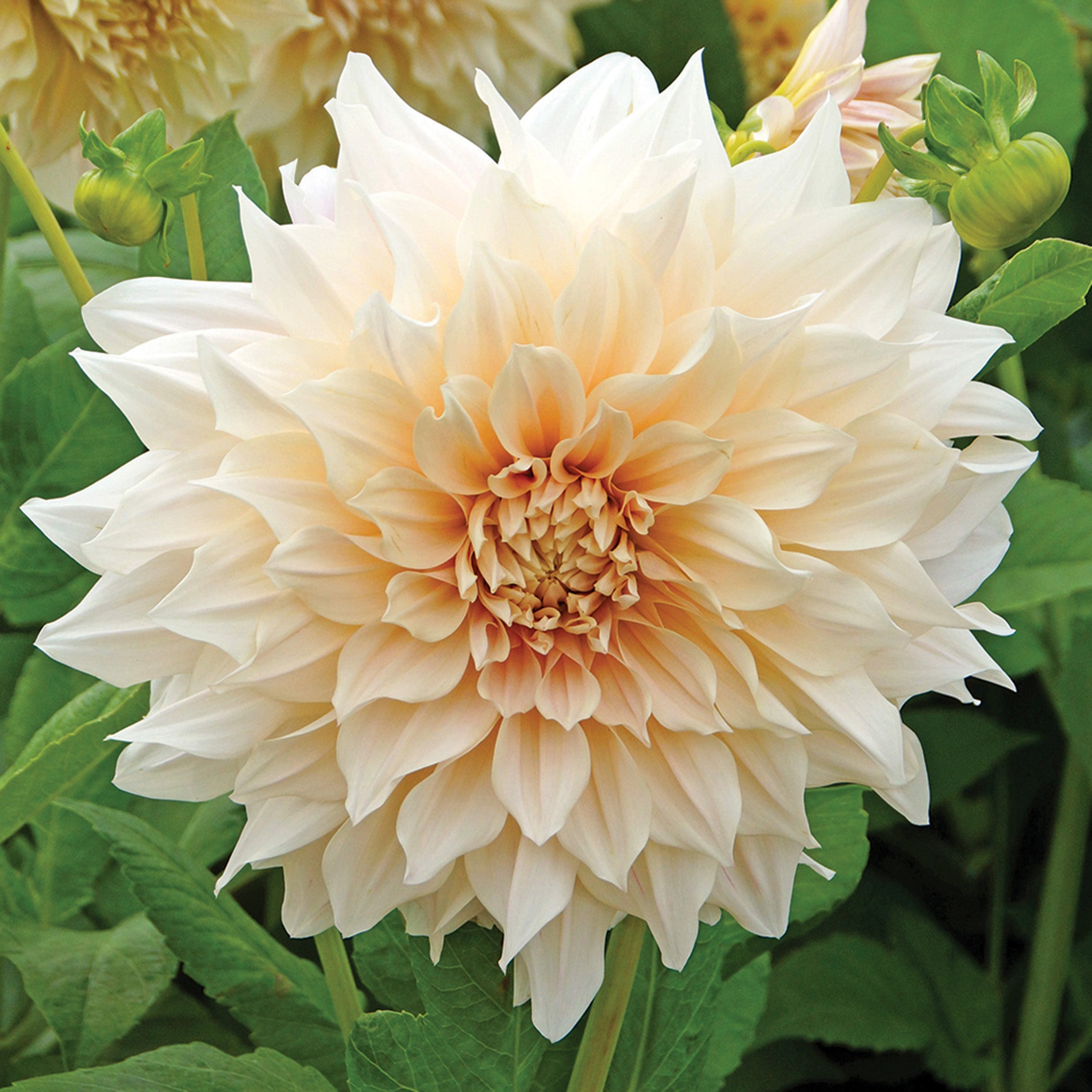 Dahlia, Café au Lait