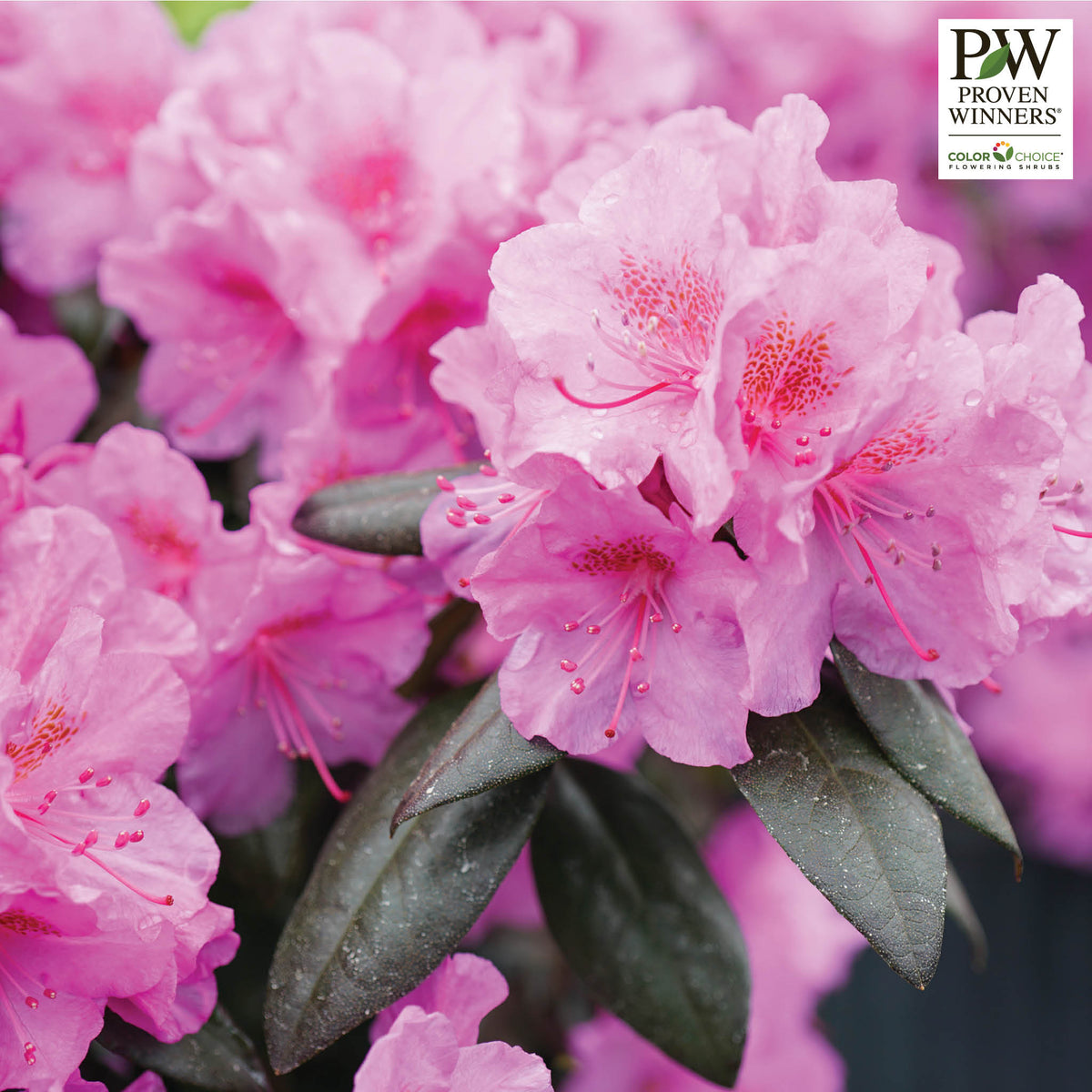 Rhododendron, Black Hat®