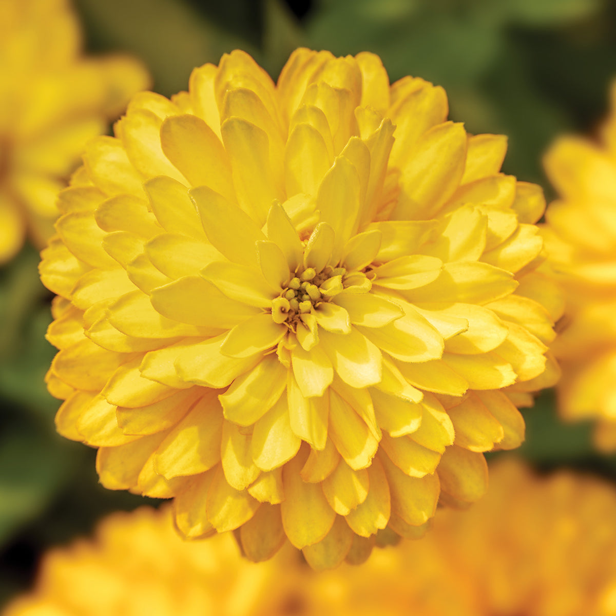 Zinnia, Zydeco™ Deep Yellow