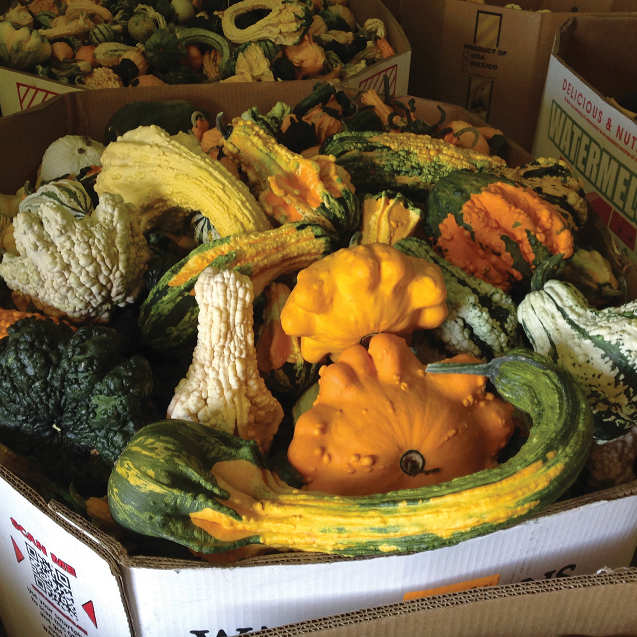 Gourd, Super Freak™ Goonies