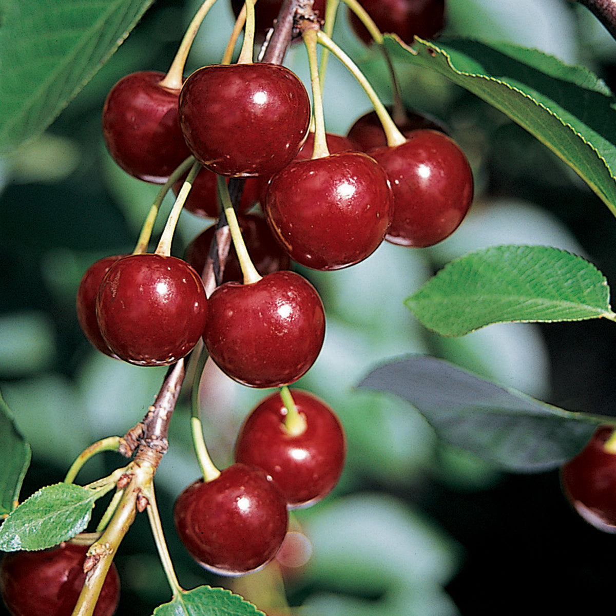 Cherry, Dark-Juiced, Danube