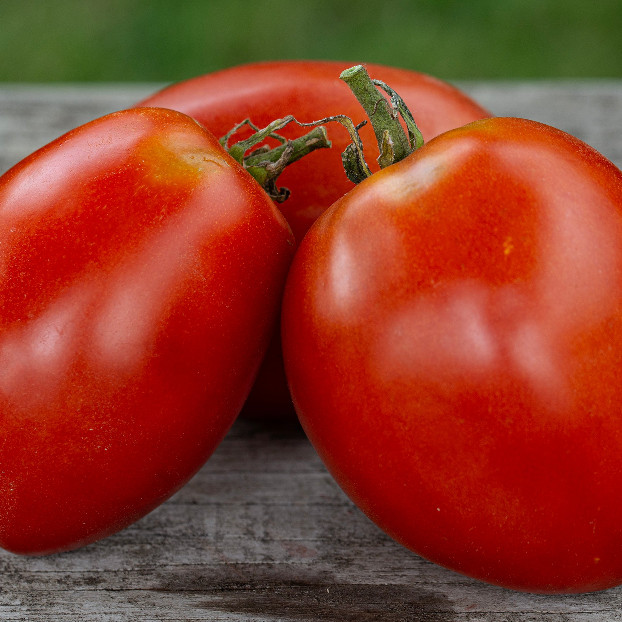Tomato, Amish Paste