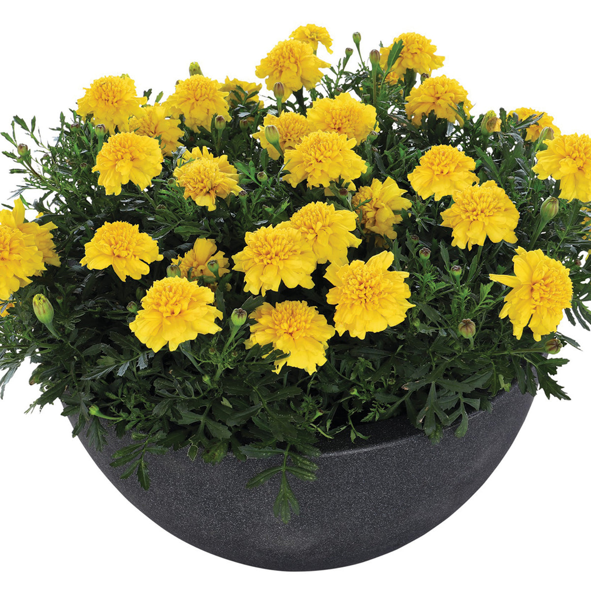Marigold, Super Hero™ Deep Yellow
