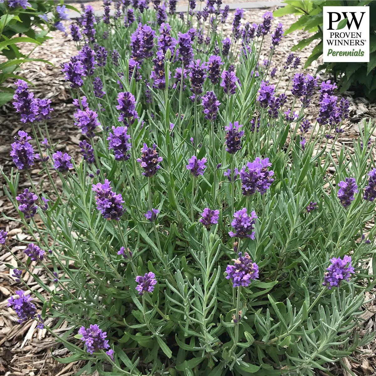 Lavender, Annet